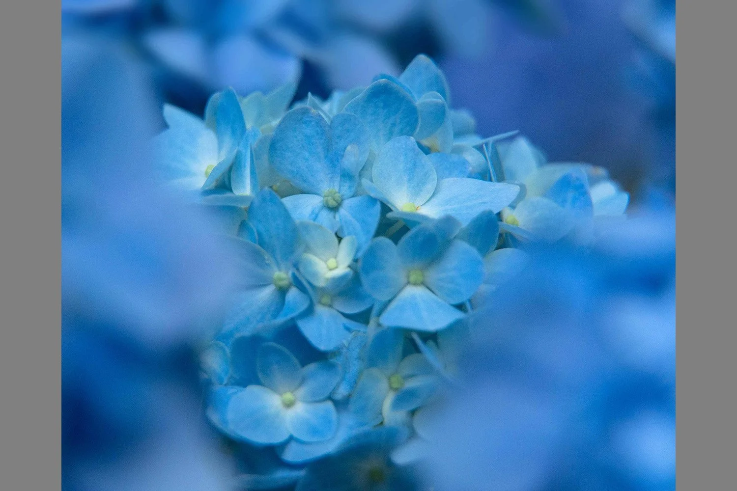 0010-flower-hydrandea-blue-abstract.jpg