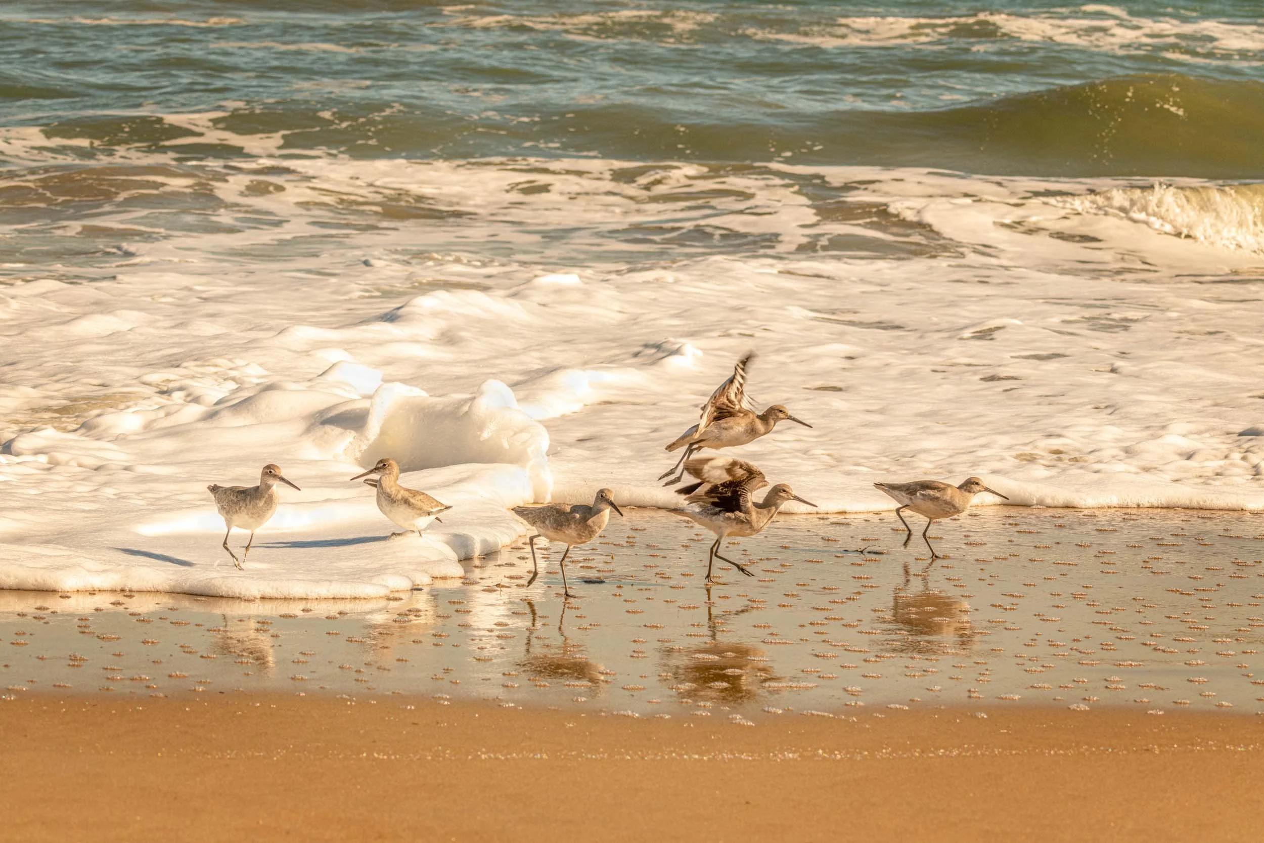 0304-north-carolina-outerbanks-birds-beach-playing .jpg