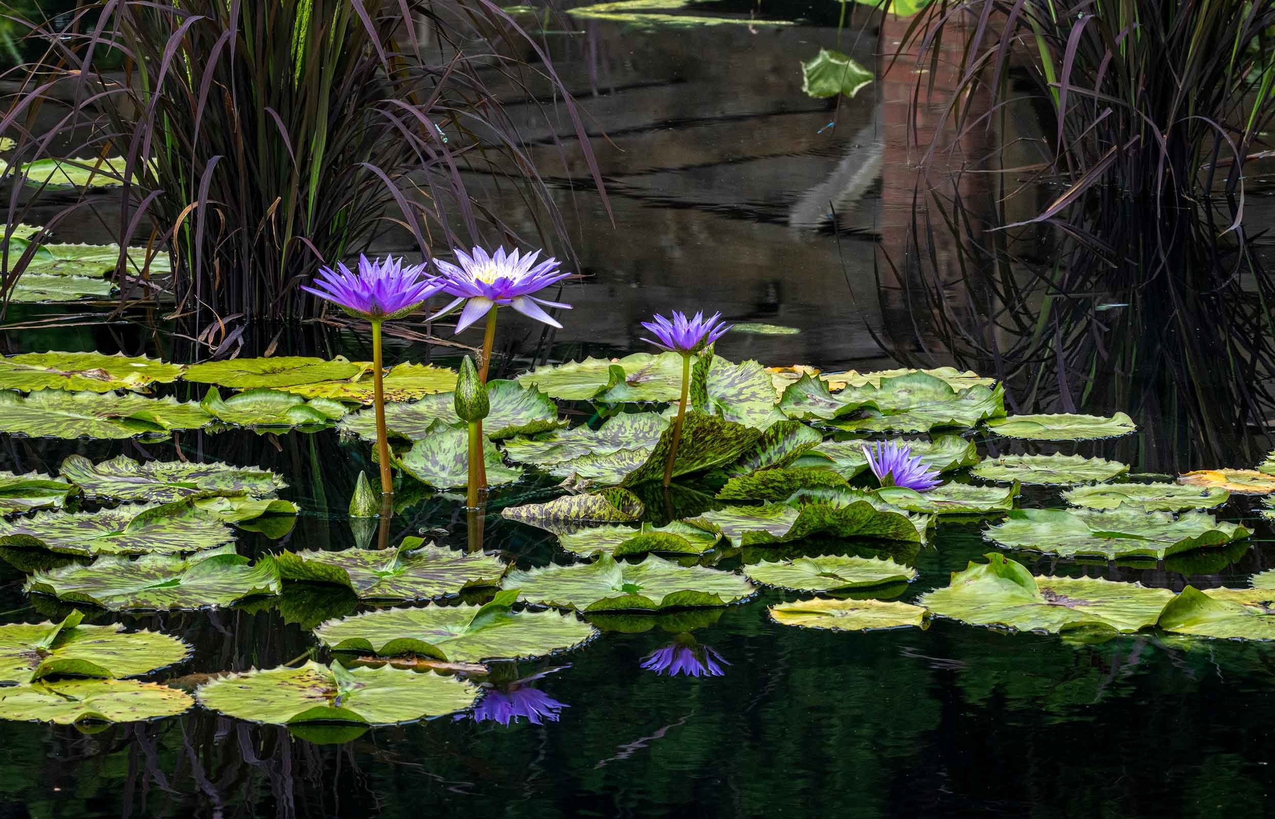 0365-waterlilies-purple-huntsville-alabama-botanical-garden.jpg