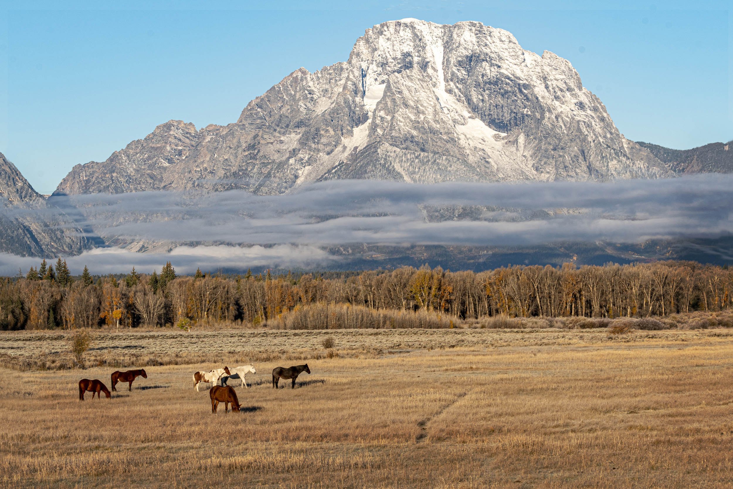 Horses and Mount Moran