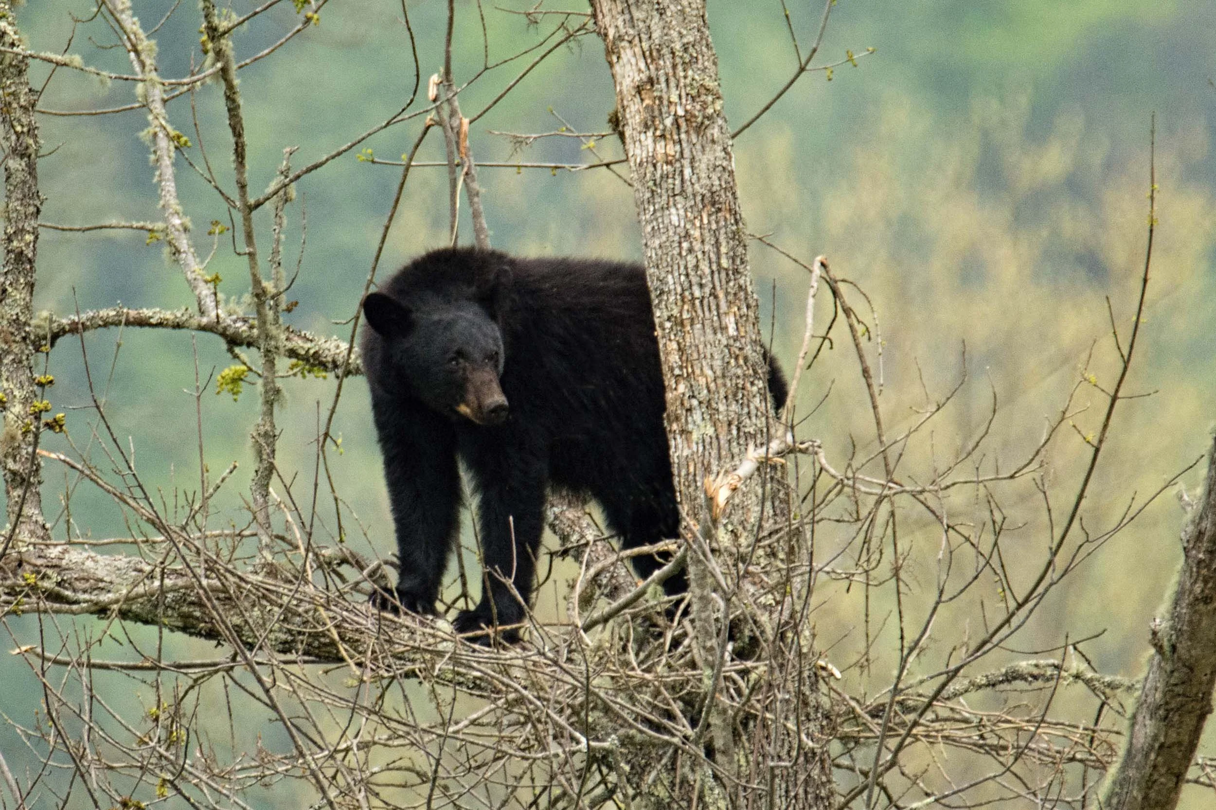 0112-smoky-ountains-bear-in-tree .jpg