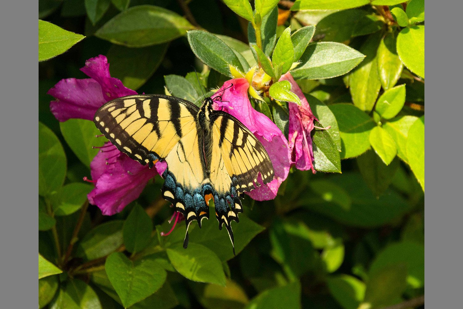 0041-yellow-butterfly-swallowtail.jpg