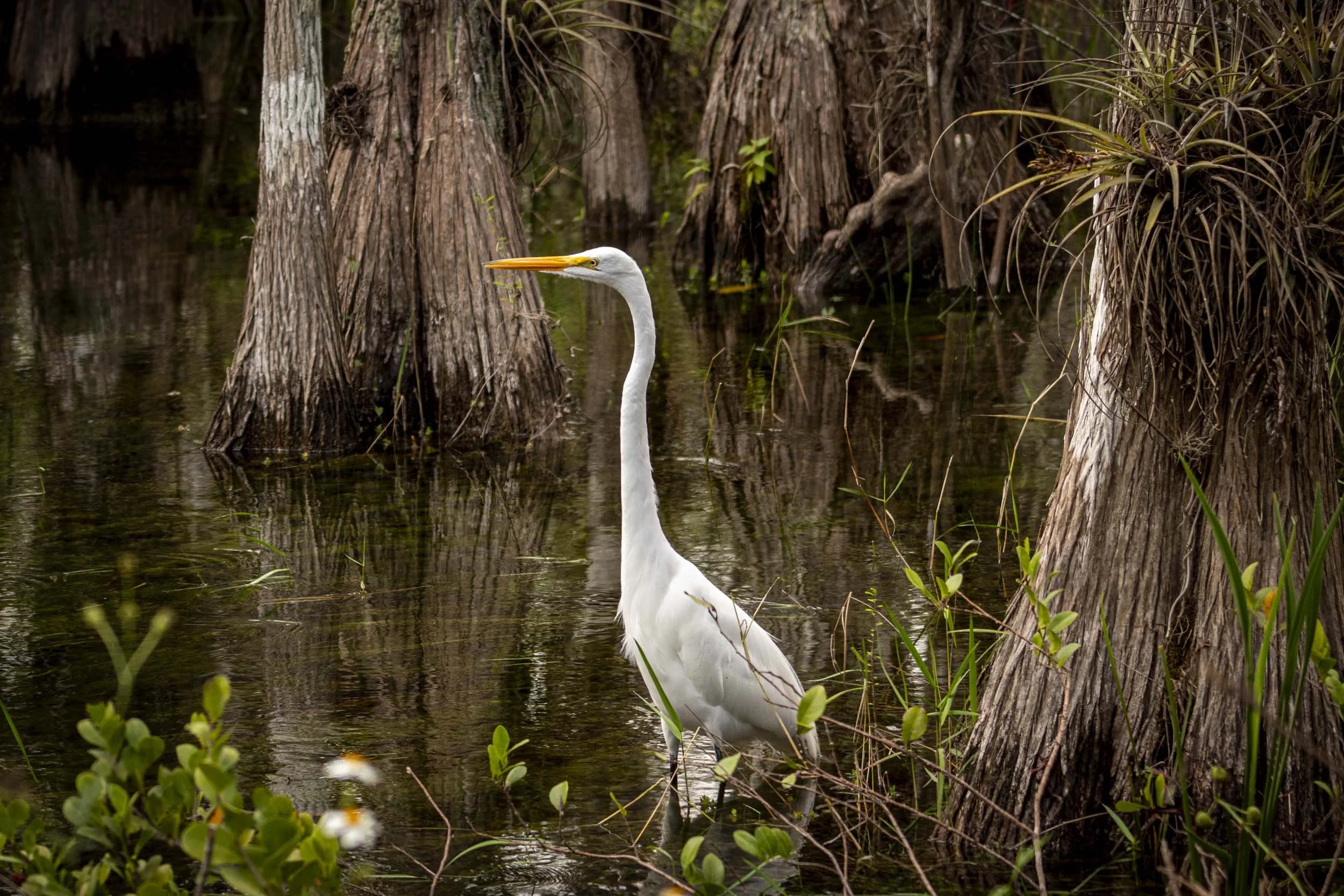 Egret in Big Cypress