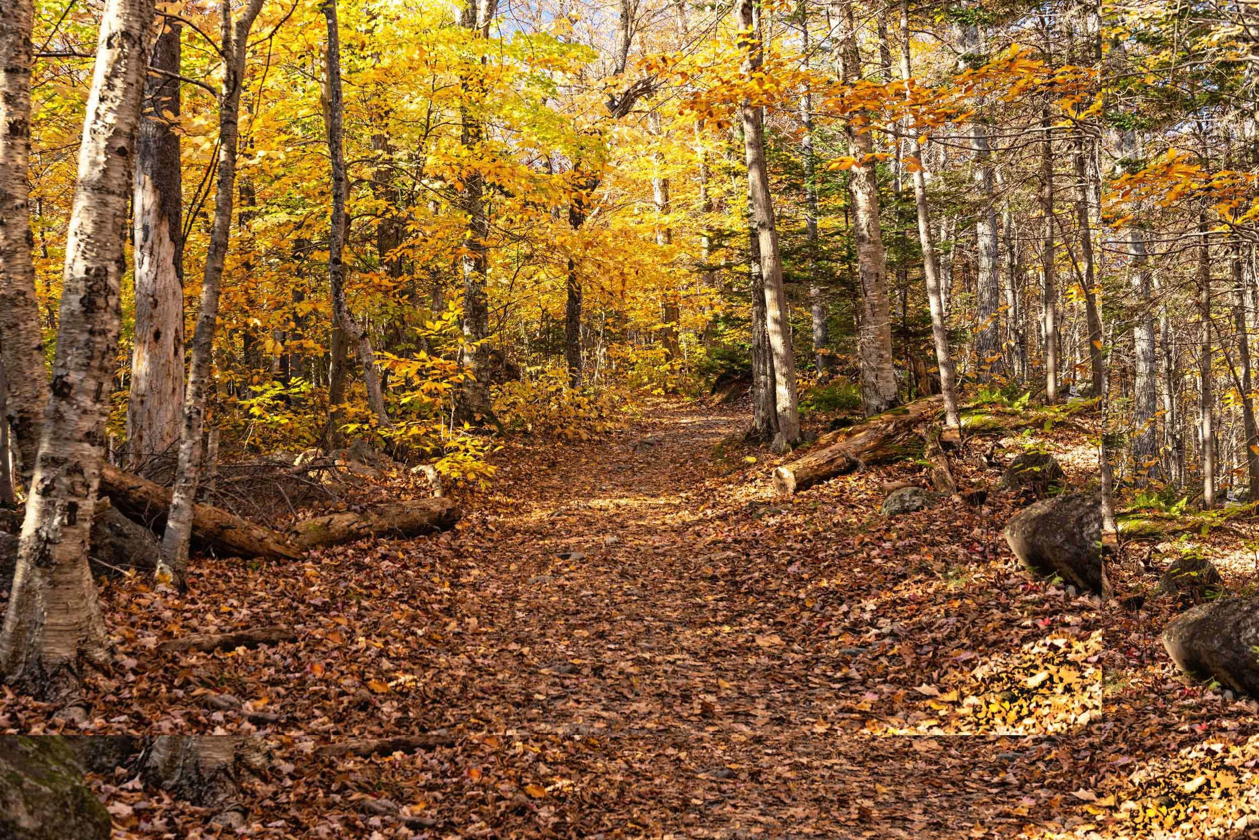 0084 New Hampshire Trail