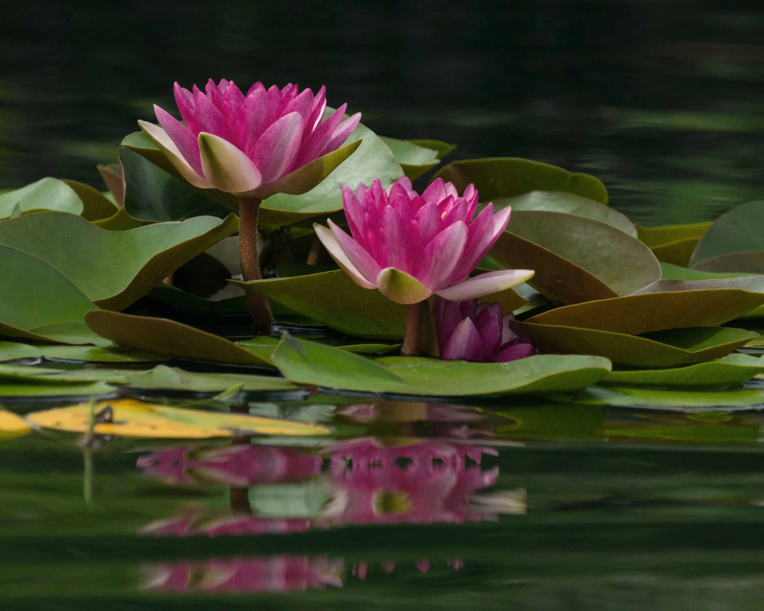 0008 Pink Reflections