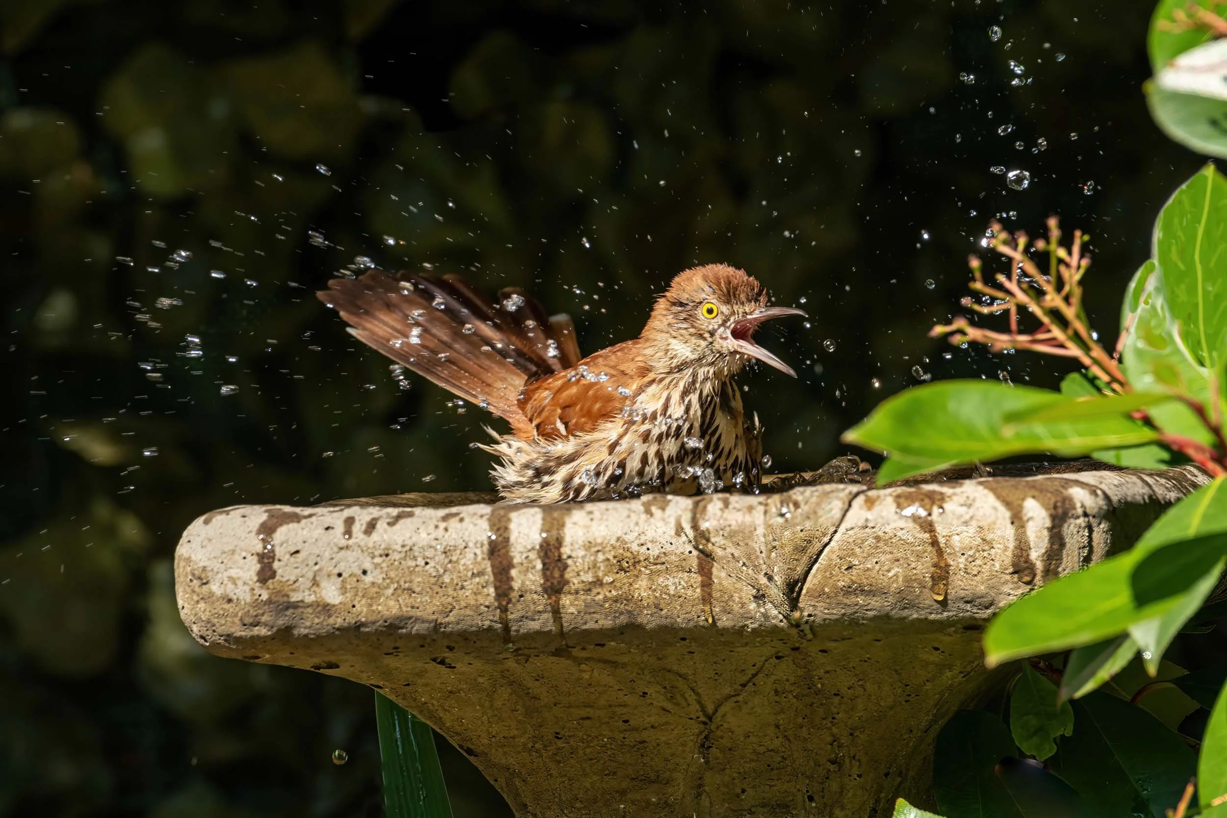 0322-bird-brown-thrasher-in-birdbath .jpg