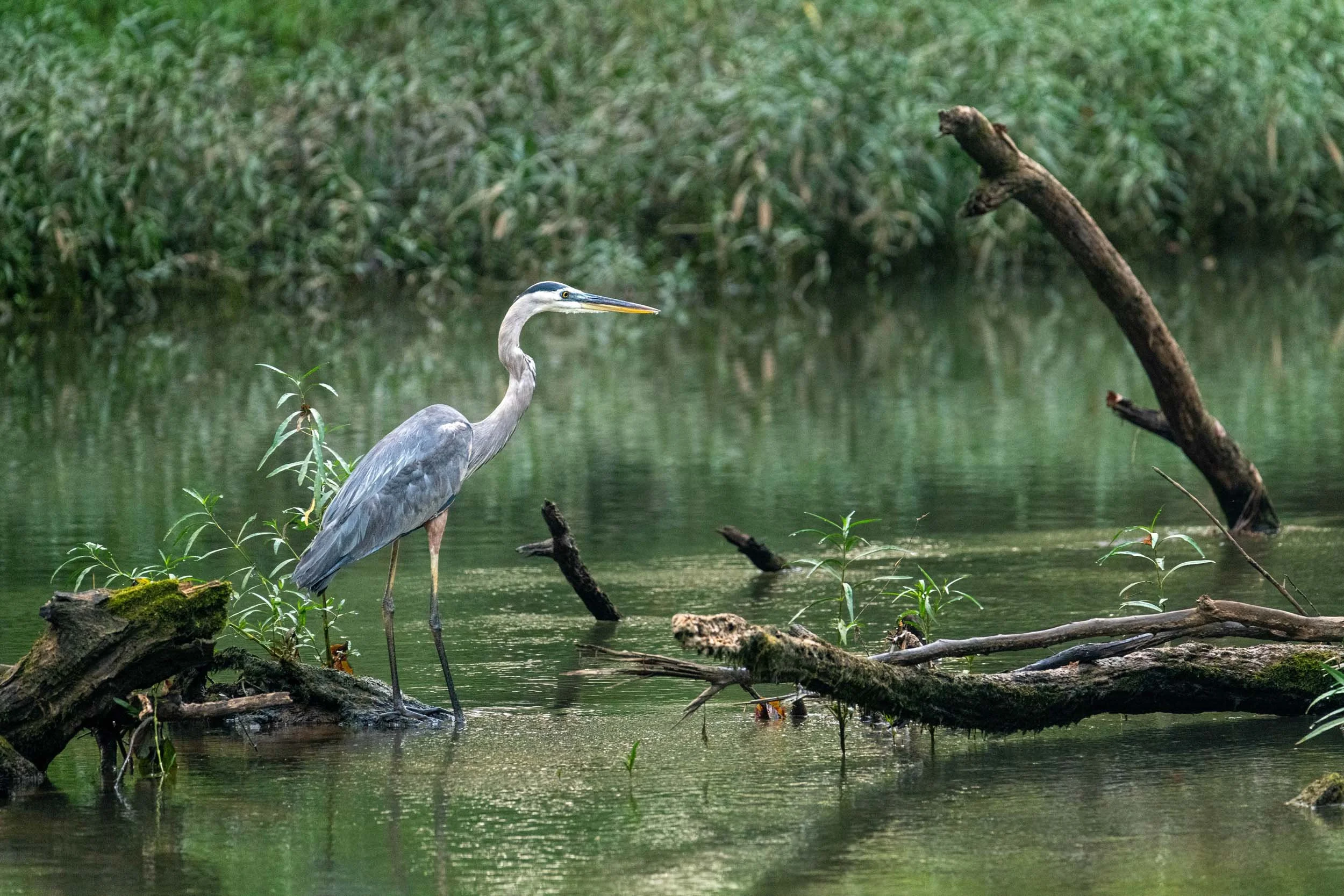 0264-alabama-bird-blue-heron-river .jpg