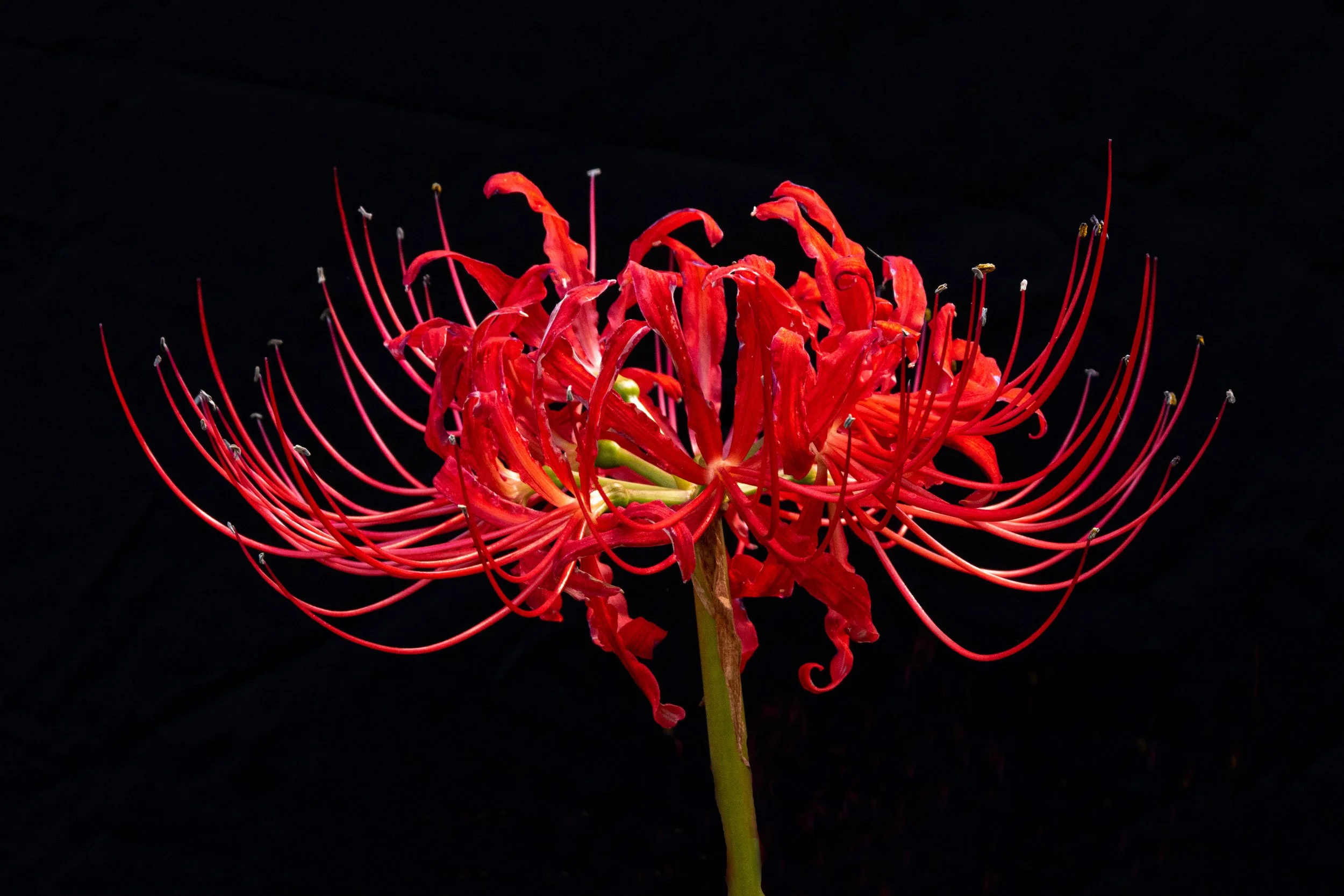 0219-flower-spider-lily-red-on-black.jpg