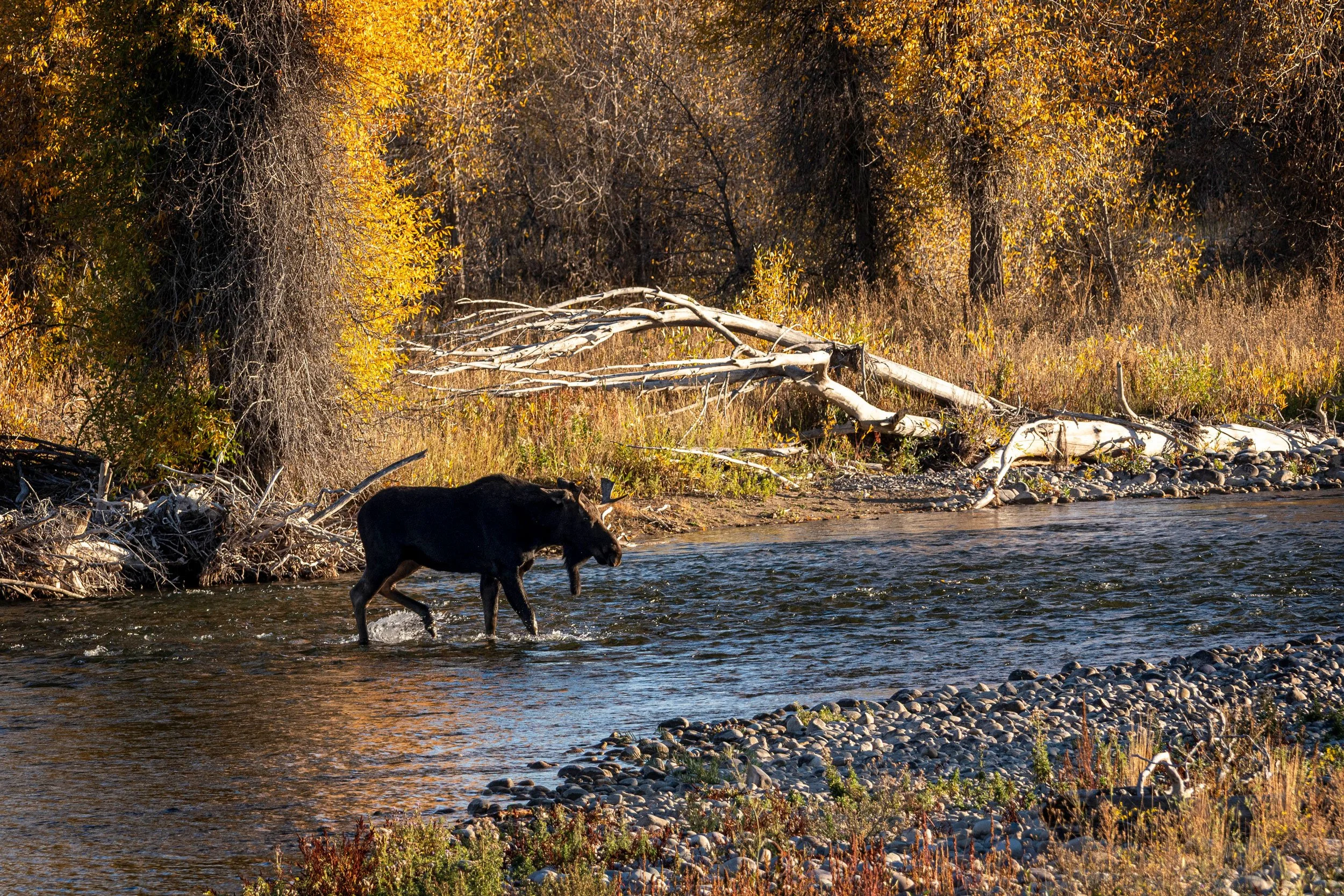 Bull Crossing the Gros Ventre