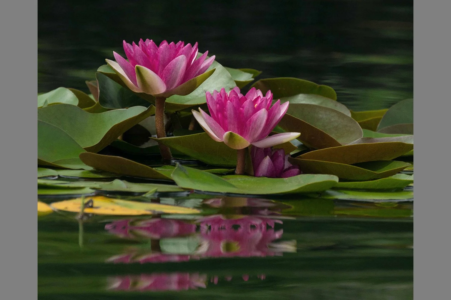 0008-flower-waterlliies-refelctions-pink.jpg