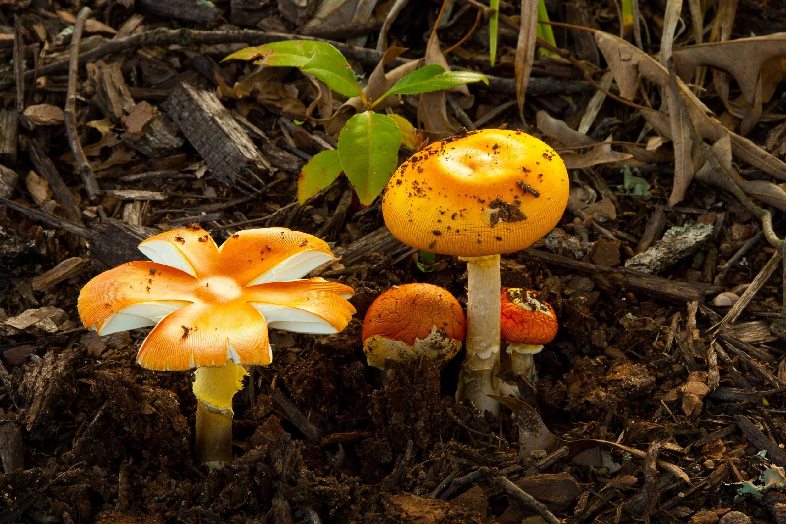 0081-mushroom-orange-brown.jpg