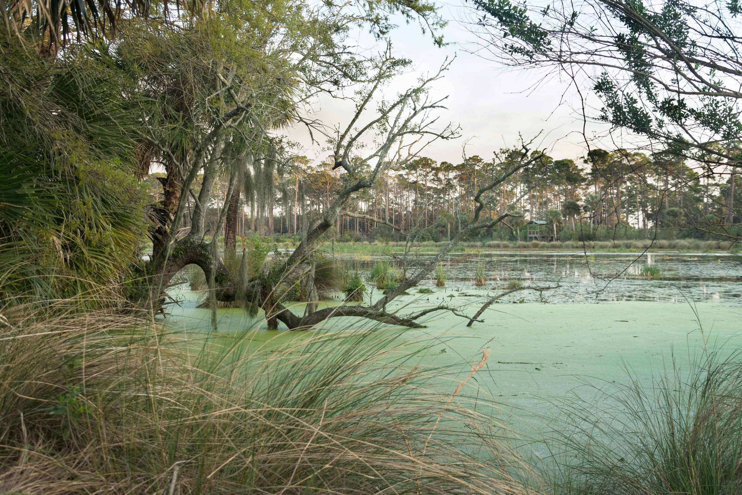 0044-florida-silver-river-.jpg