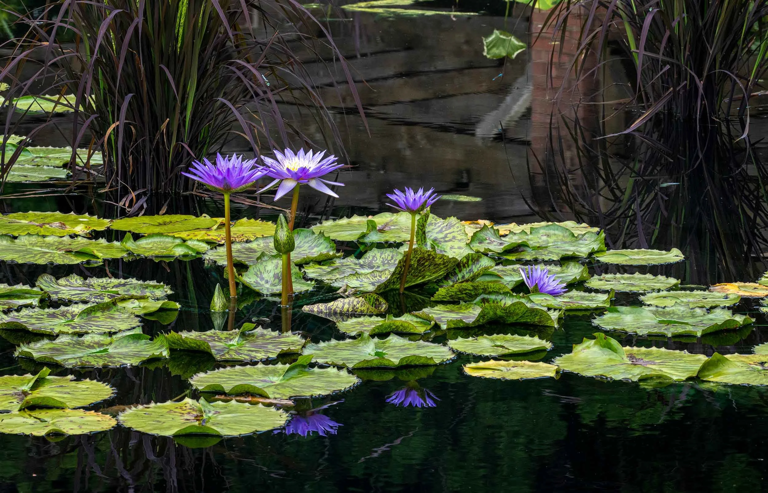 0365-waterlilies-purple-huntsville-alabama-botanical-garden.jpg