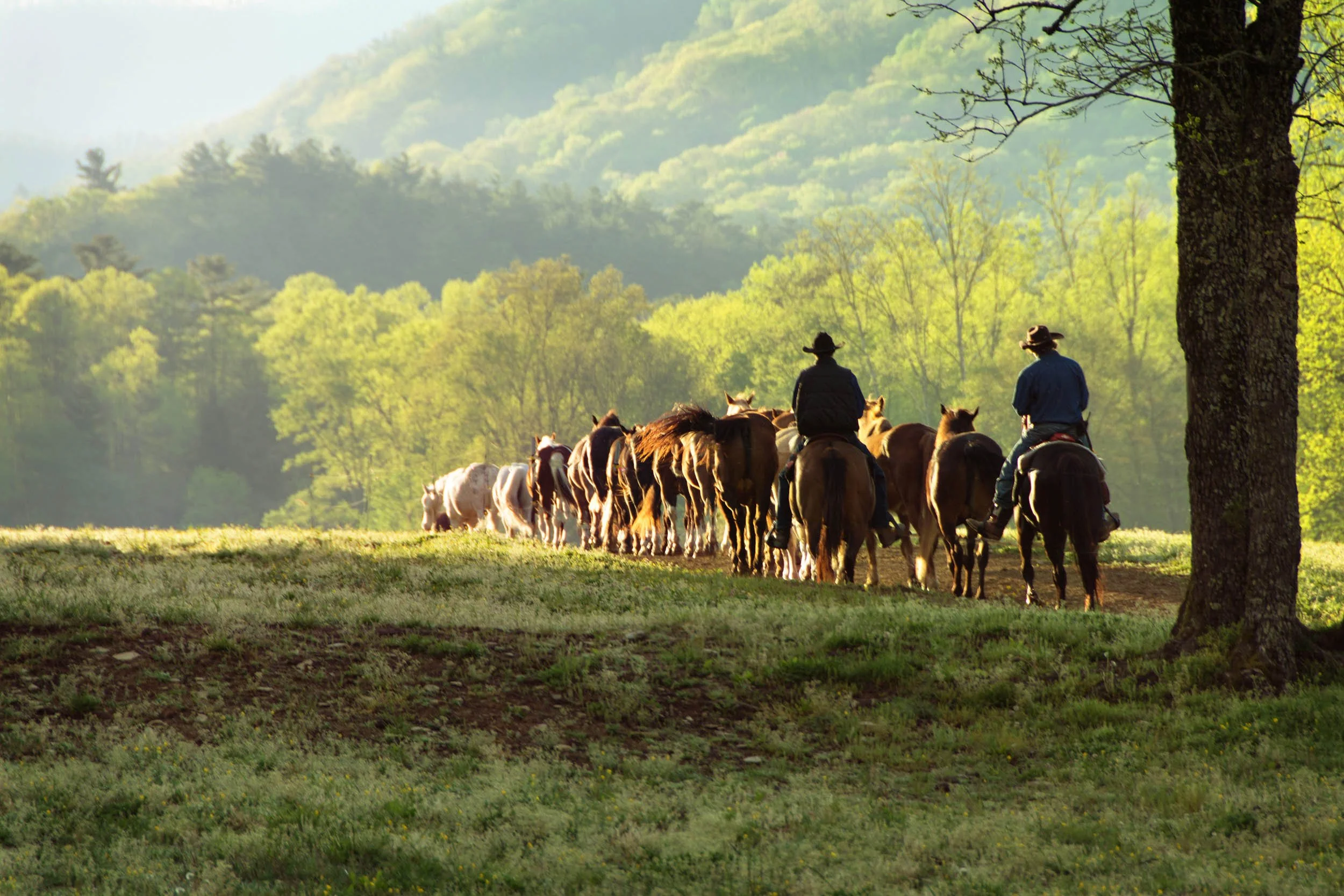 0111-mountains-Smokies-horses-rriders.jpg