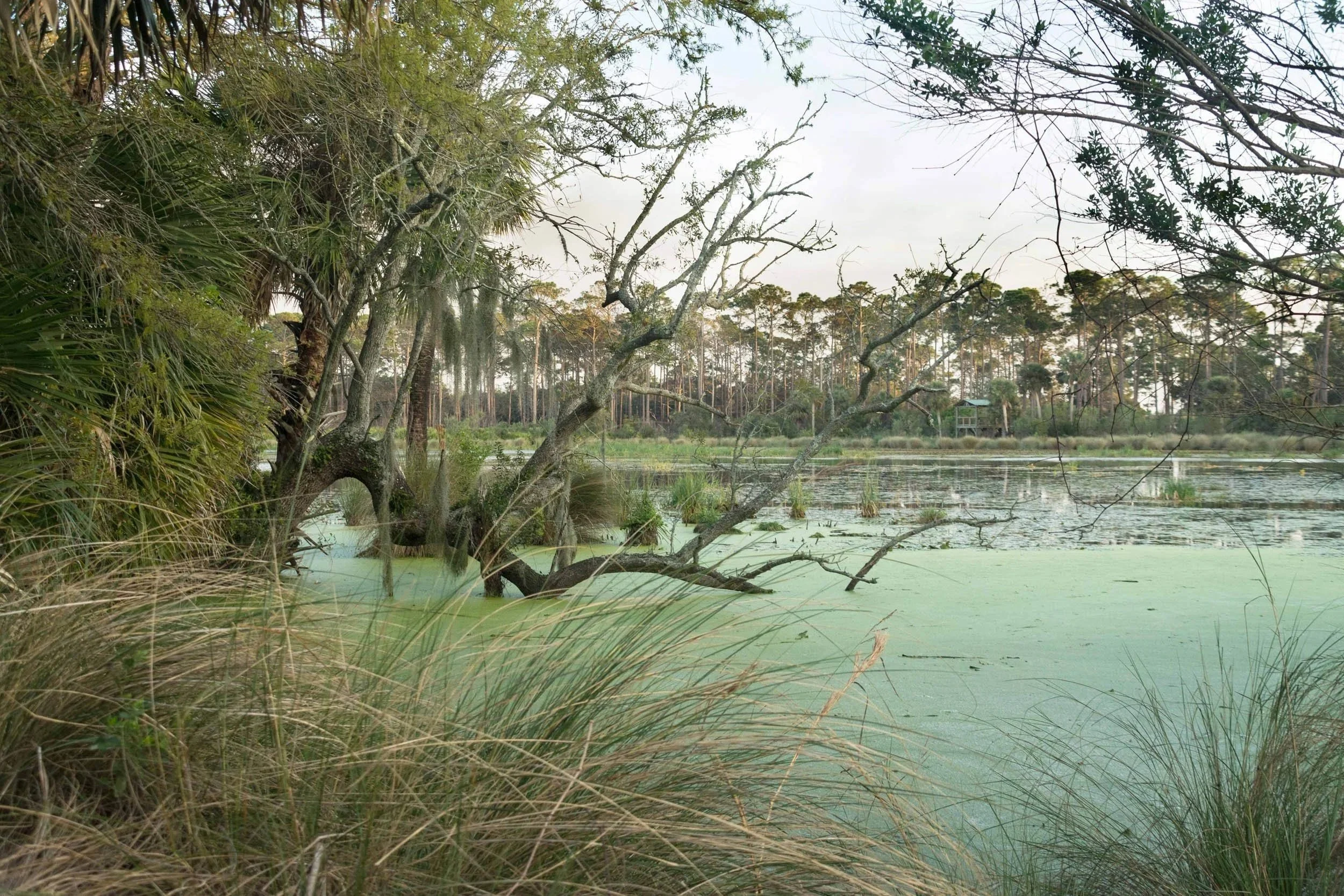 0044 Swamp and River