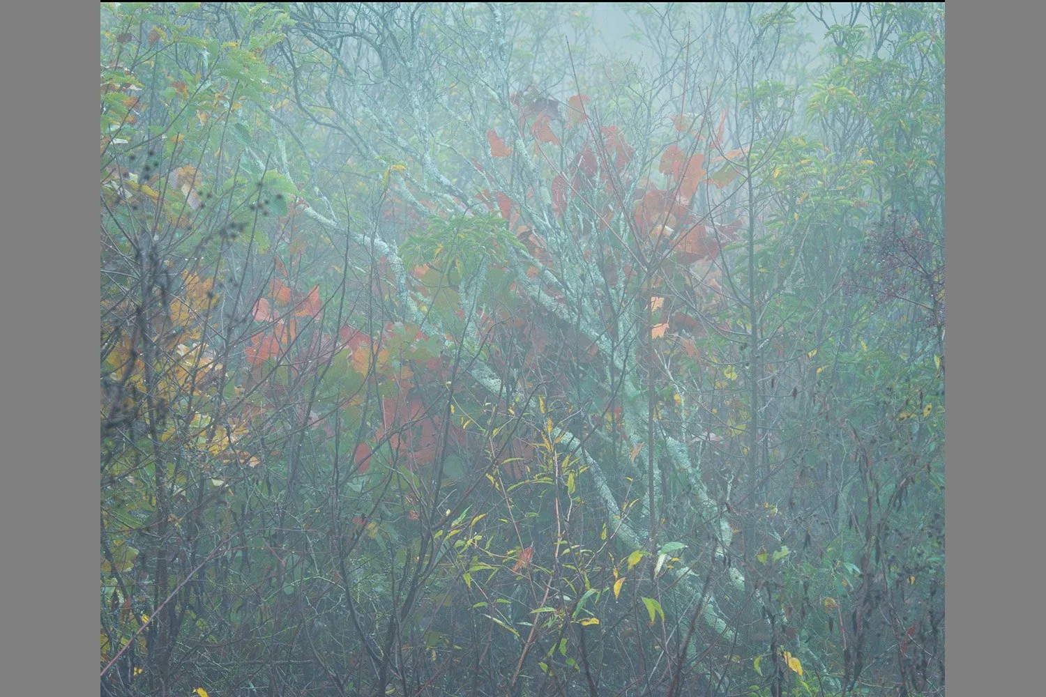 0097-fog-foliage-diagonal-abstract.jpg