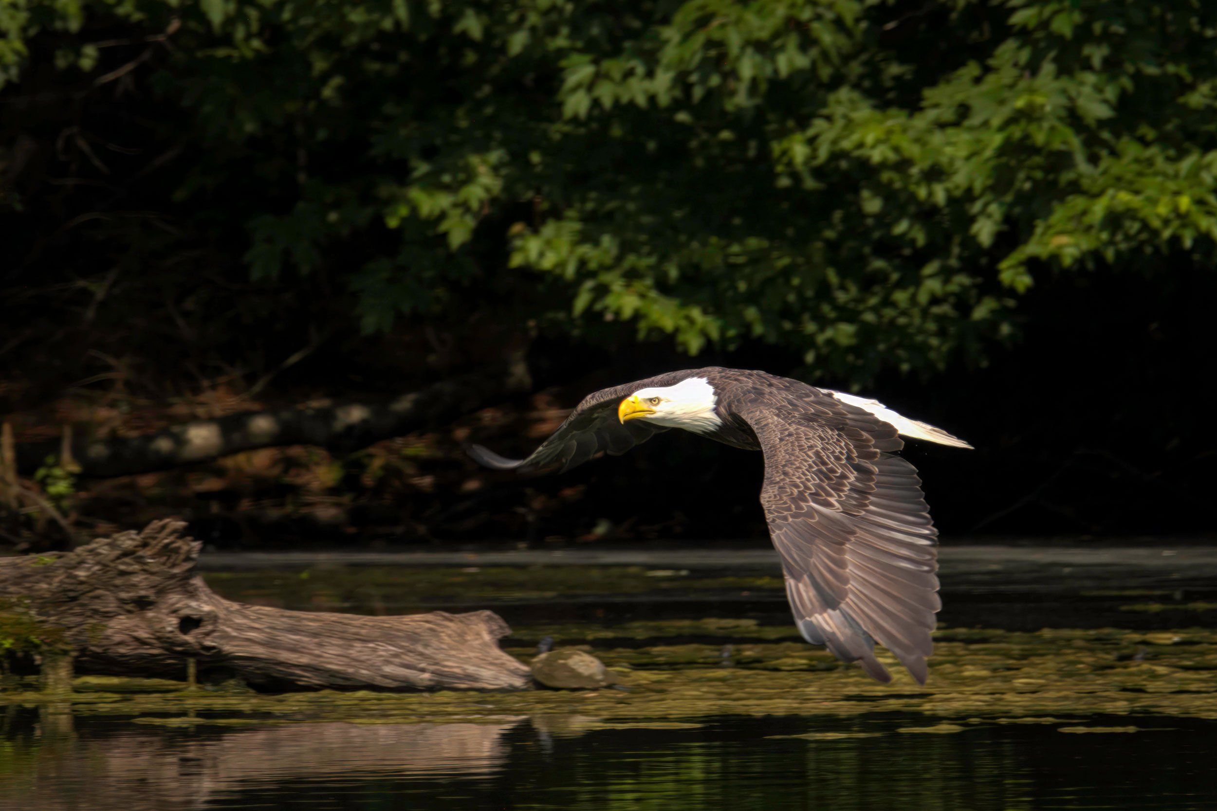 0316-madison-county-alabama-bird-eagle-flying-.jpg