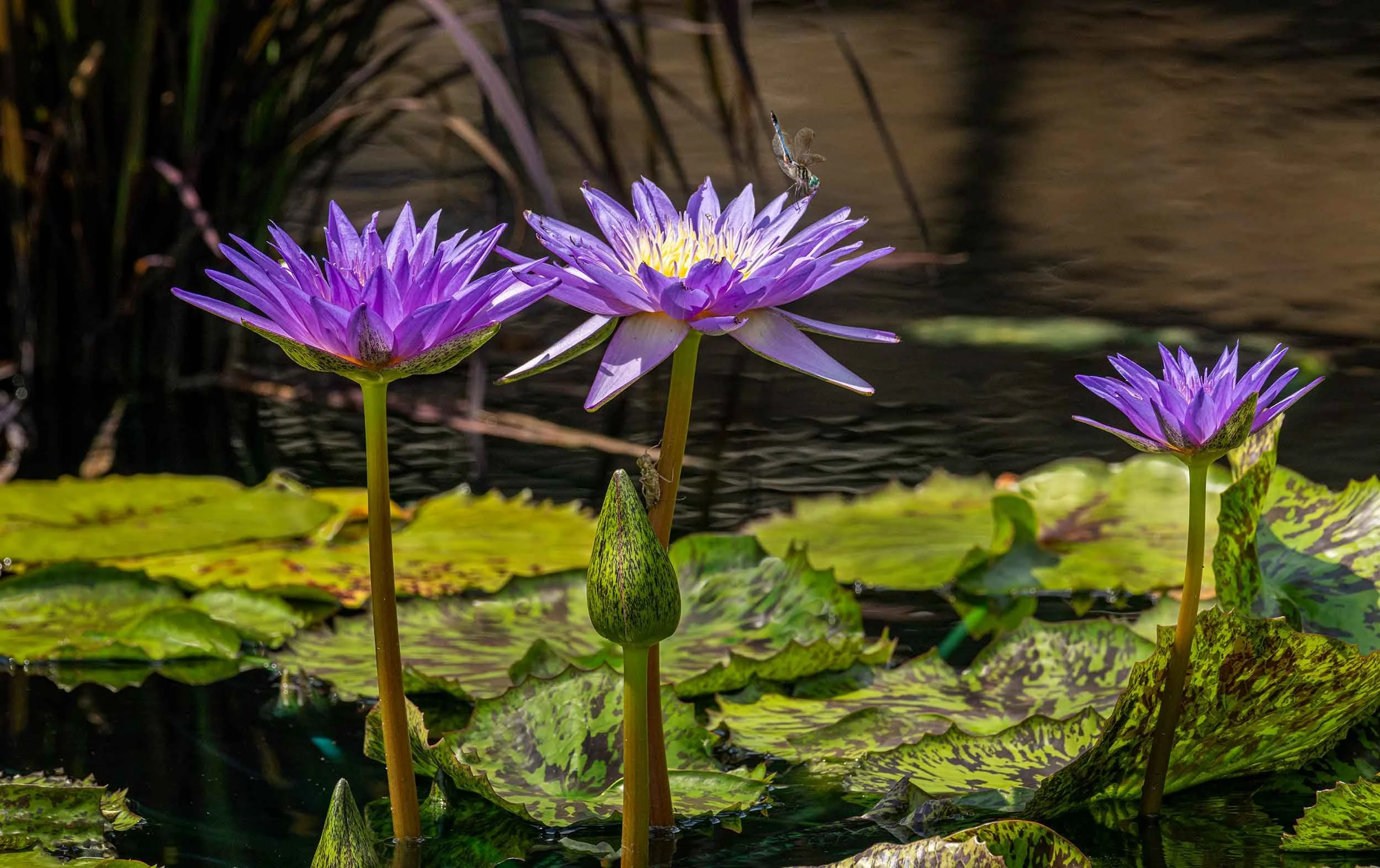 0366-waterlilies-purple-dragonfly-huntsville-alabama-botanical-garden.jpg