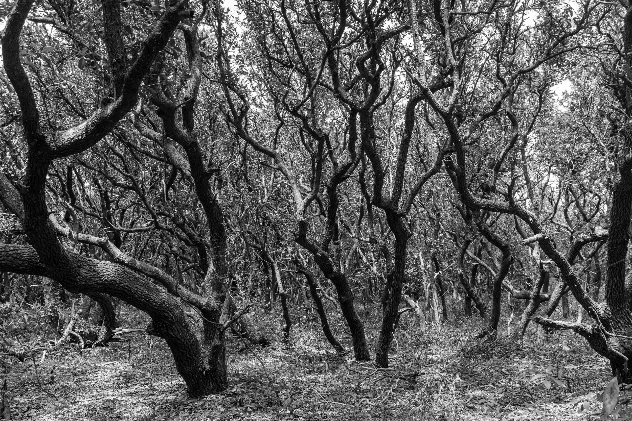 Bending to Nature’s Will
