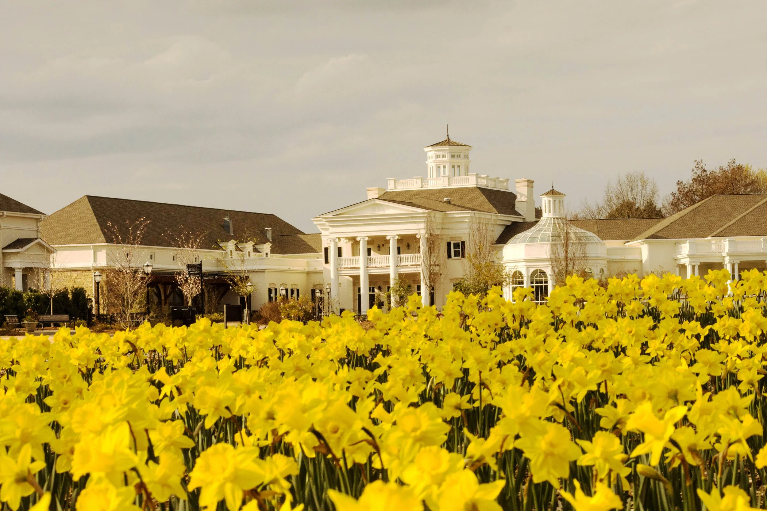 0003-huntsville-alabama-batanical-gardens-daffodils.jpg