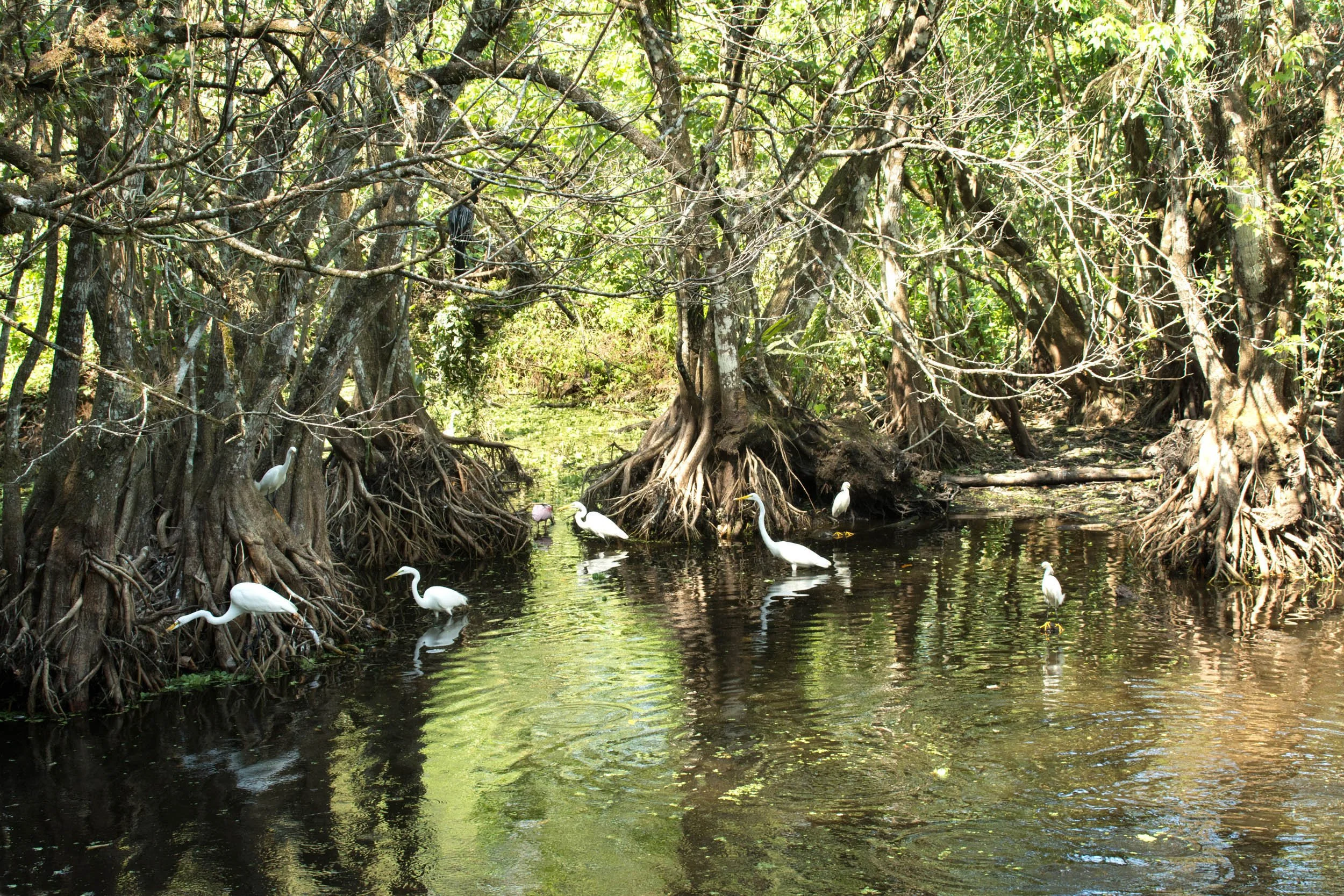 0058 Gathering at Corkscrew Swamp