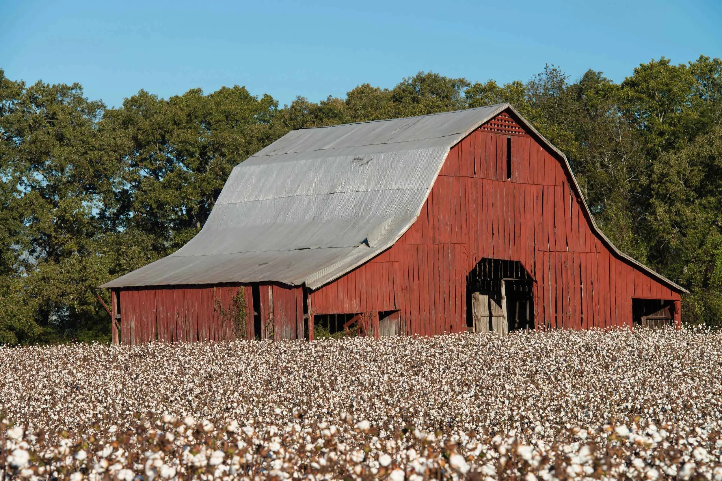 0001-madison-county-alabama-red-barn-cotton.jpg
