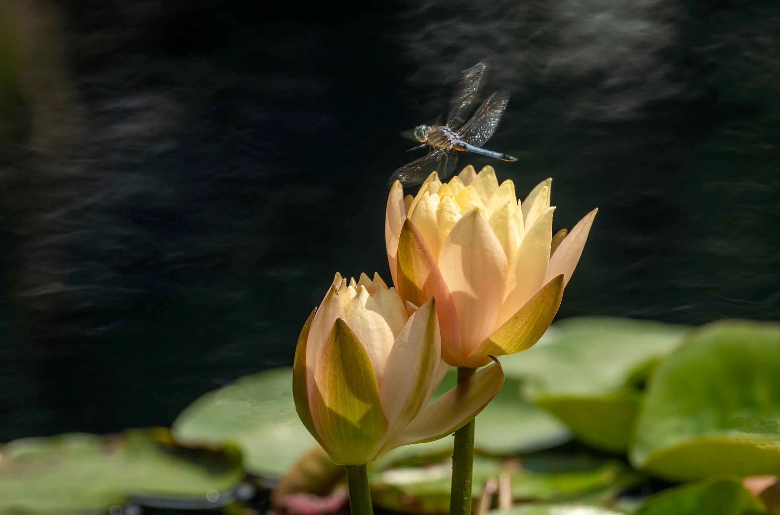 0368-waterlilies-yellow-dragonfly-huntsville-alabama-botanical-garden.jpg