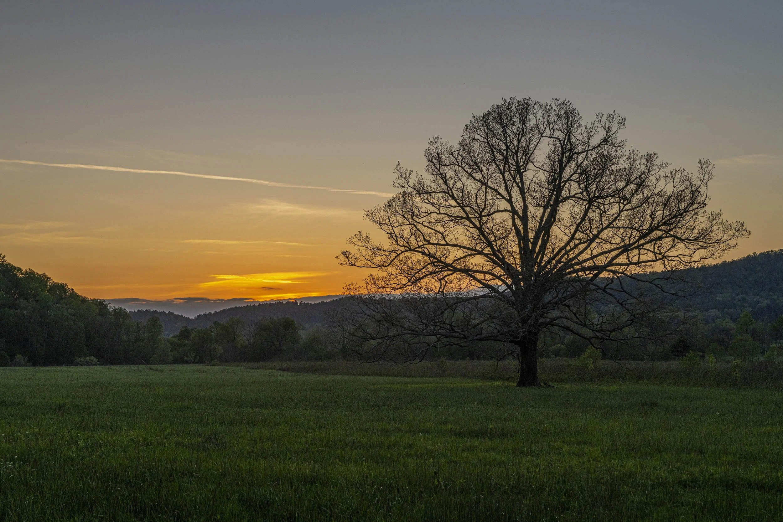 The Tree at Sunset