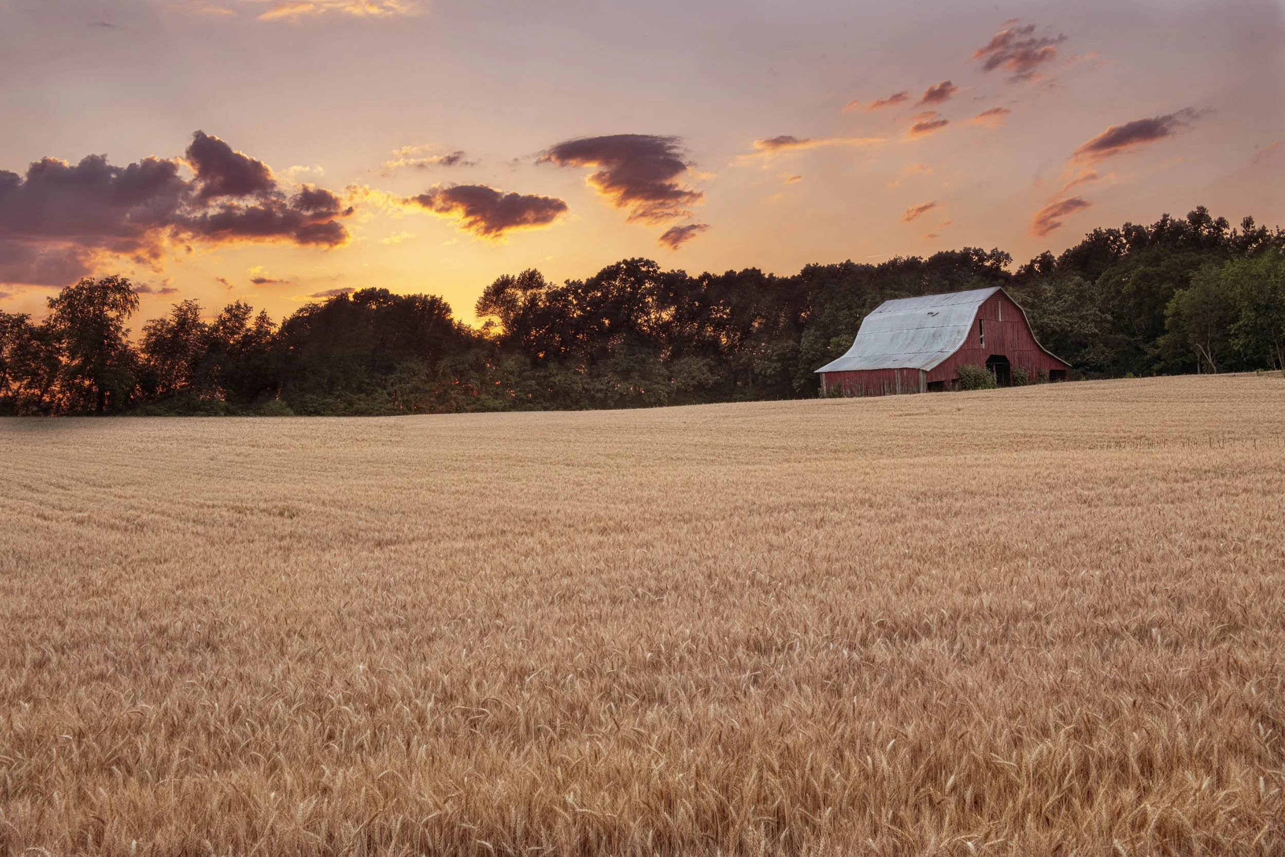 0296-madison-county-alabama-barn-wheat-sunset.jpg