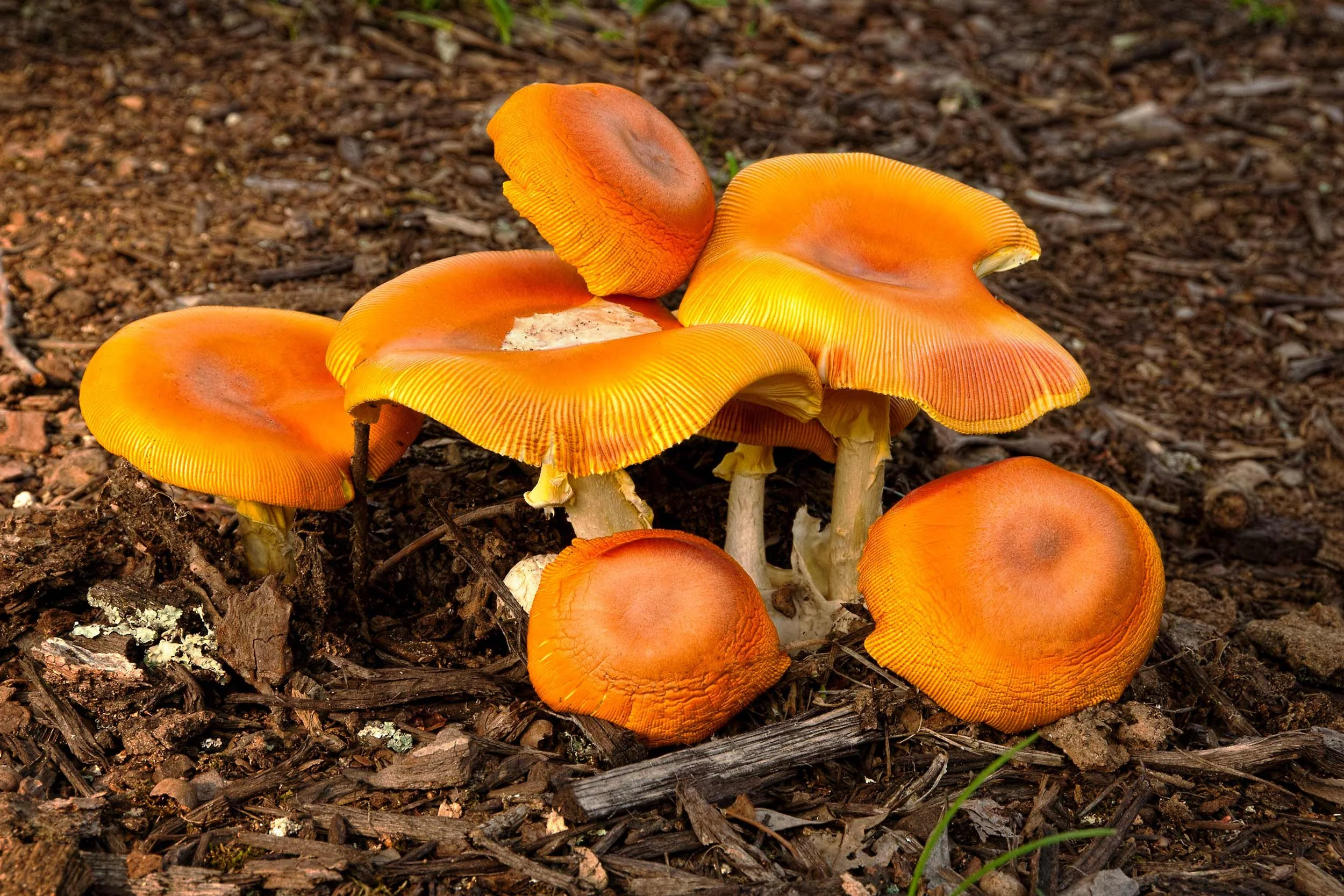 0080-mushrooms-orange.jpg