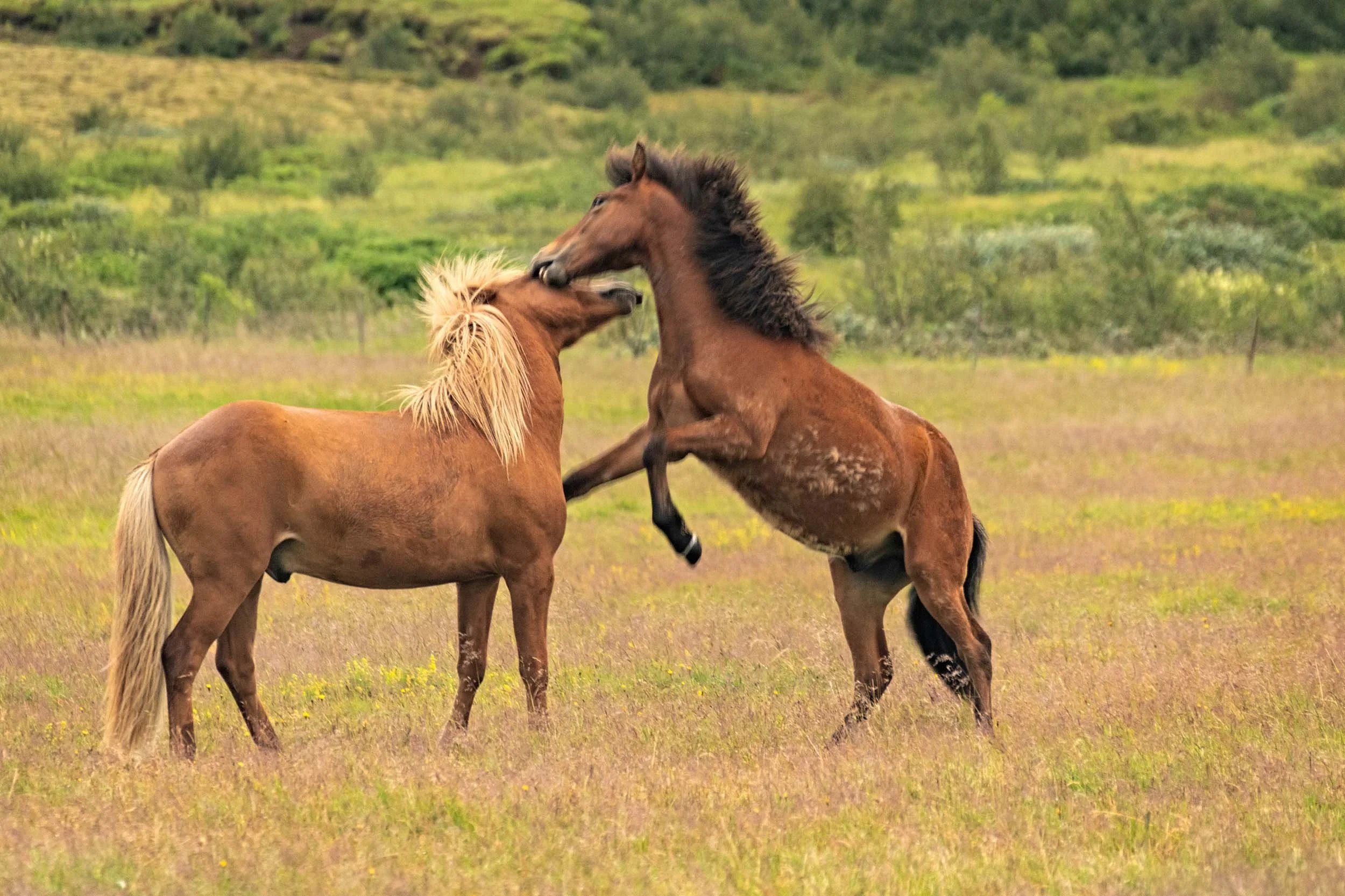 0153-iceland-horses-fighting  .jpg