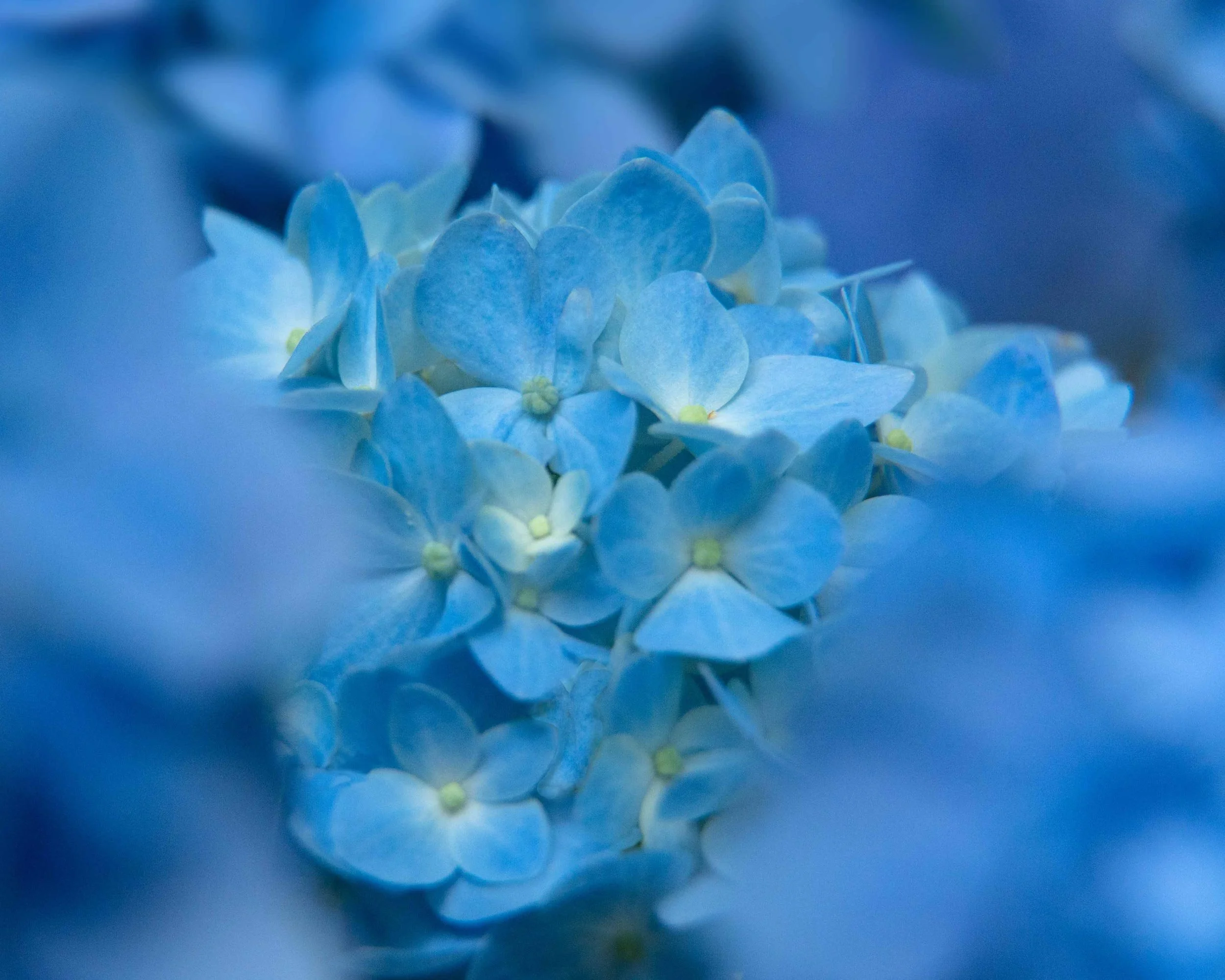 0010 Blue Intensity