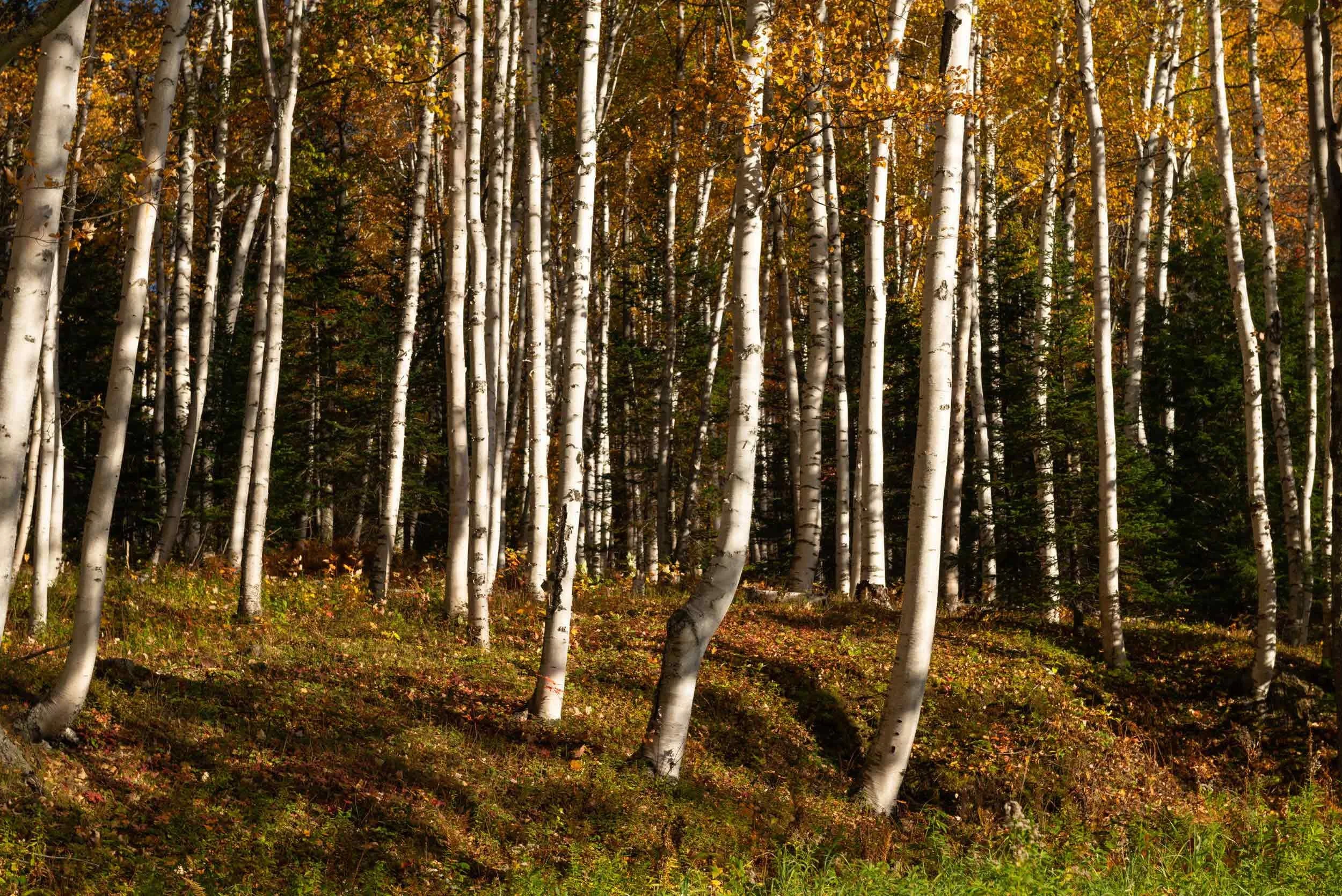 Wall of Birches