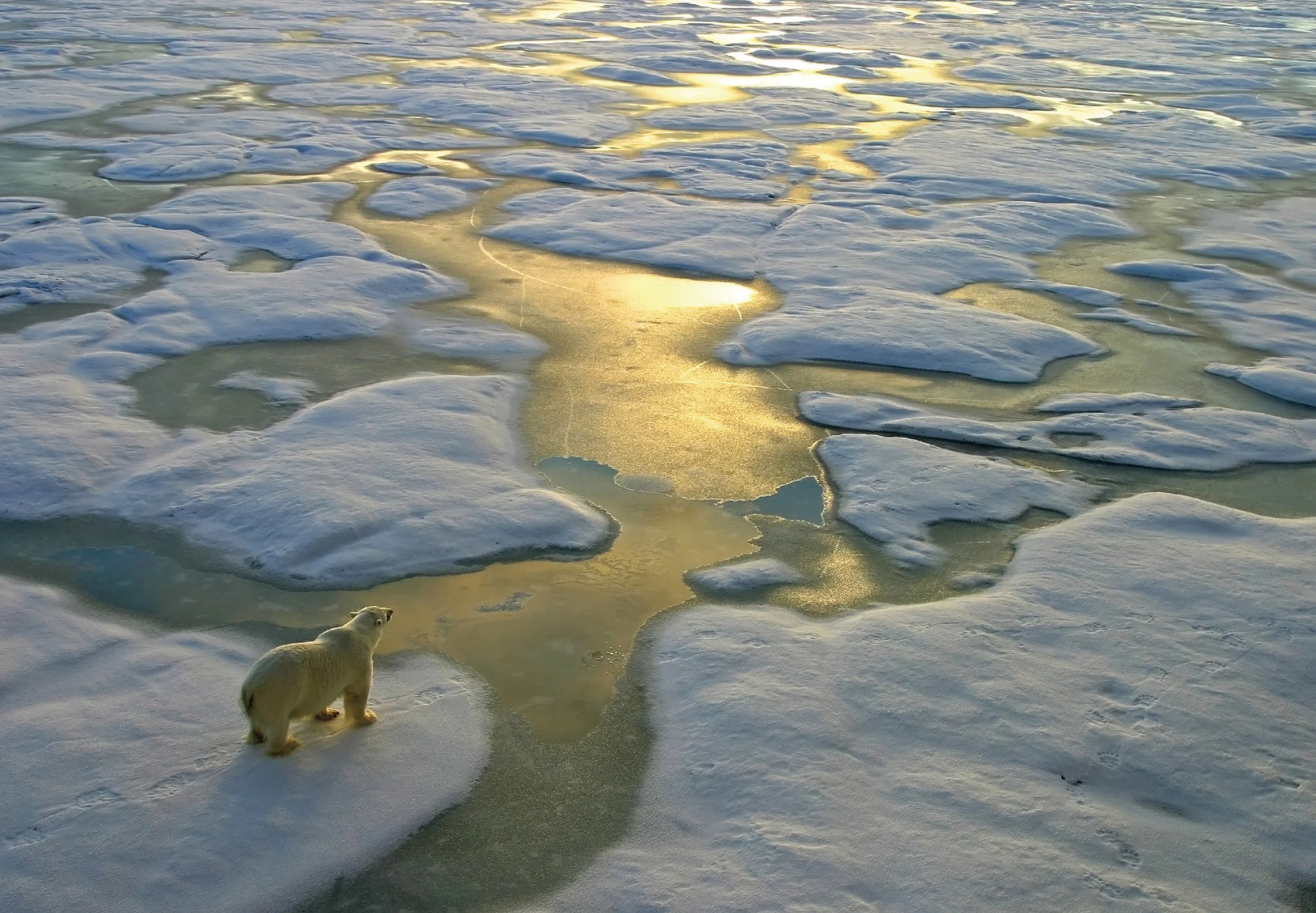 Polar Bear, arctic ice, north pole, climate warming