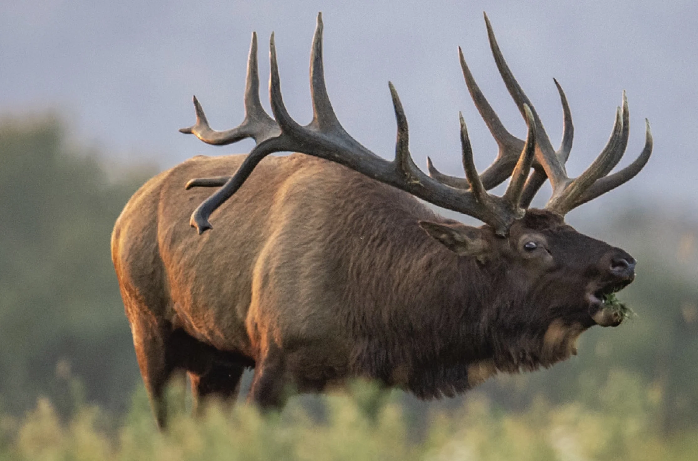 Bull Elk, Colordo, Hunting, conservation