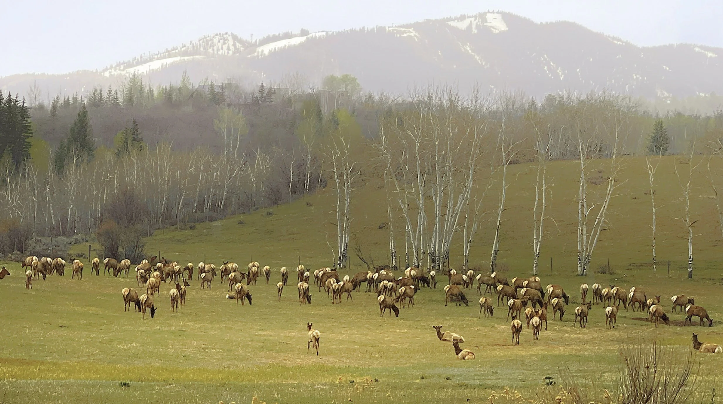 Elk herd, Colordo, Hunting, conservation