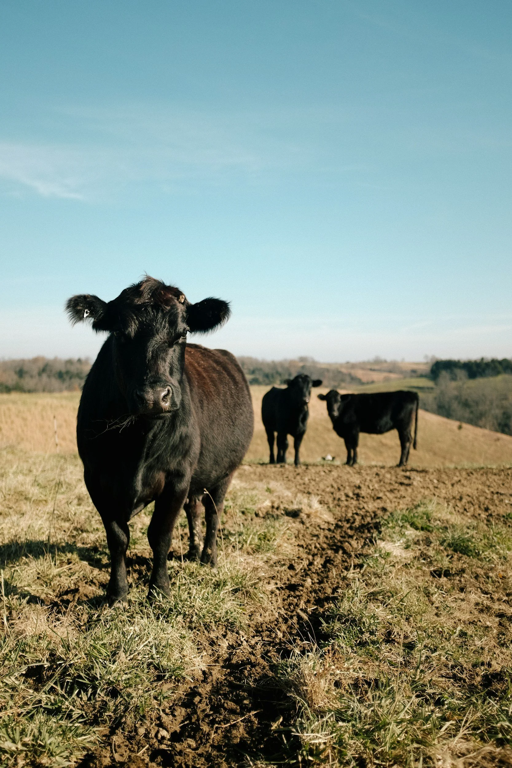 Black cow standing in a grassy field with other cows in the background and a clear blue sky.
