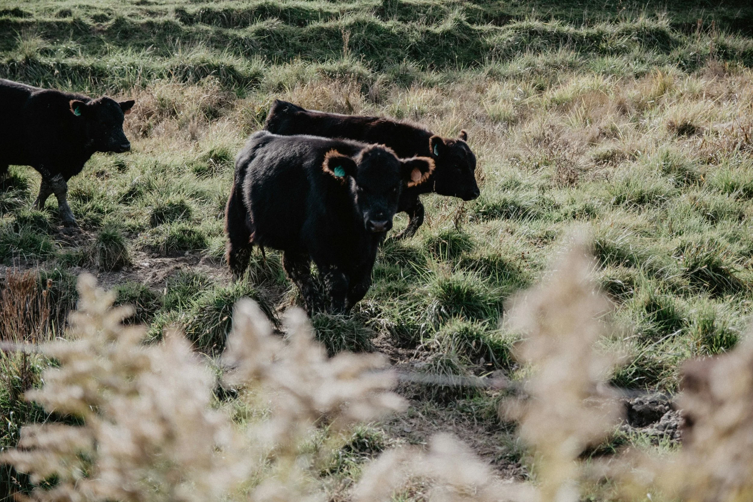 A group of black calves walking through a grassy field with tall grass in the foreground and a hillside in the background.