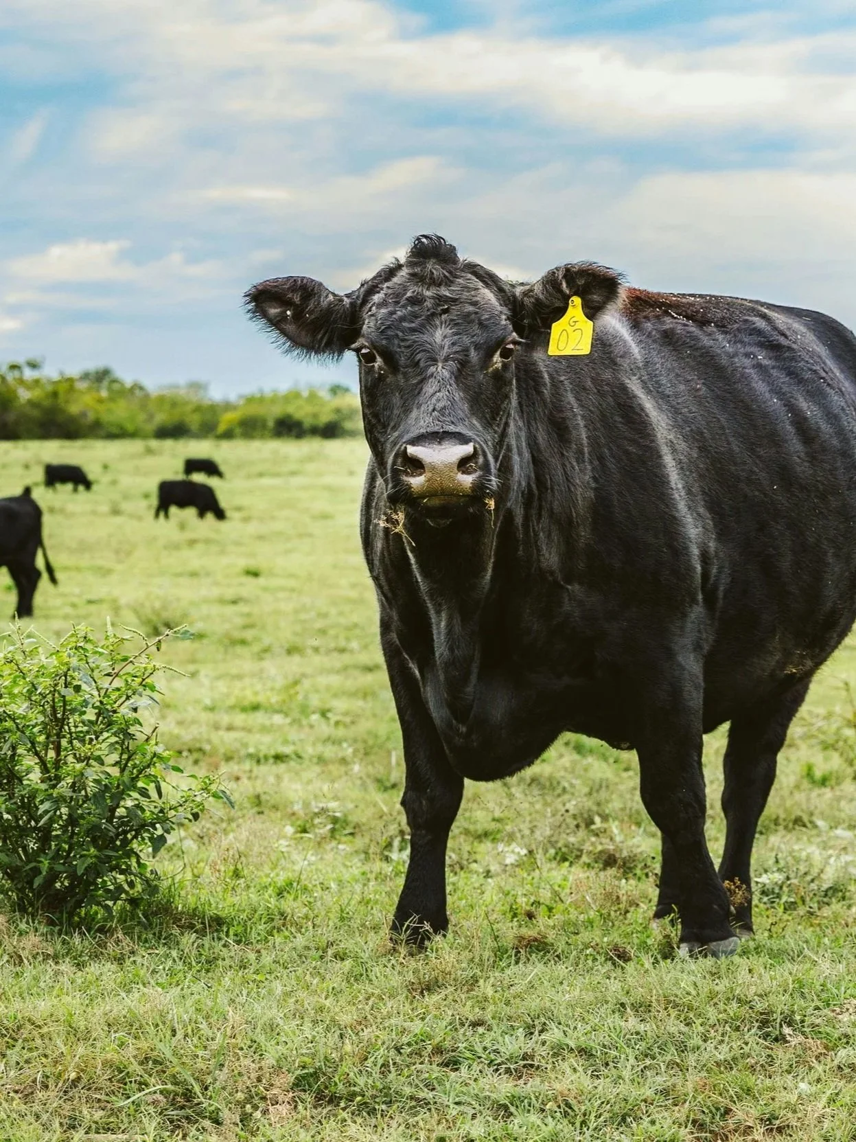 A close-up of a black cow with a yellow ear tag in a green pasture, with other black cows grazing in the background, with fluffy clouds in the blue sky.