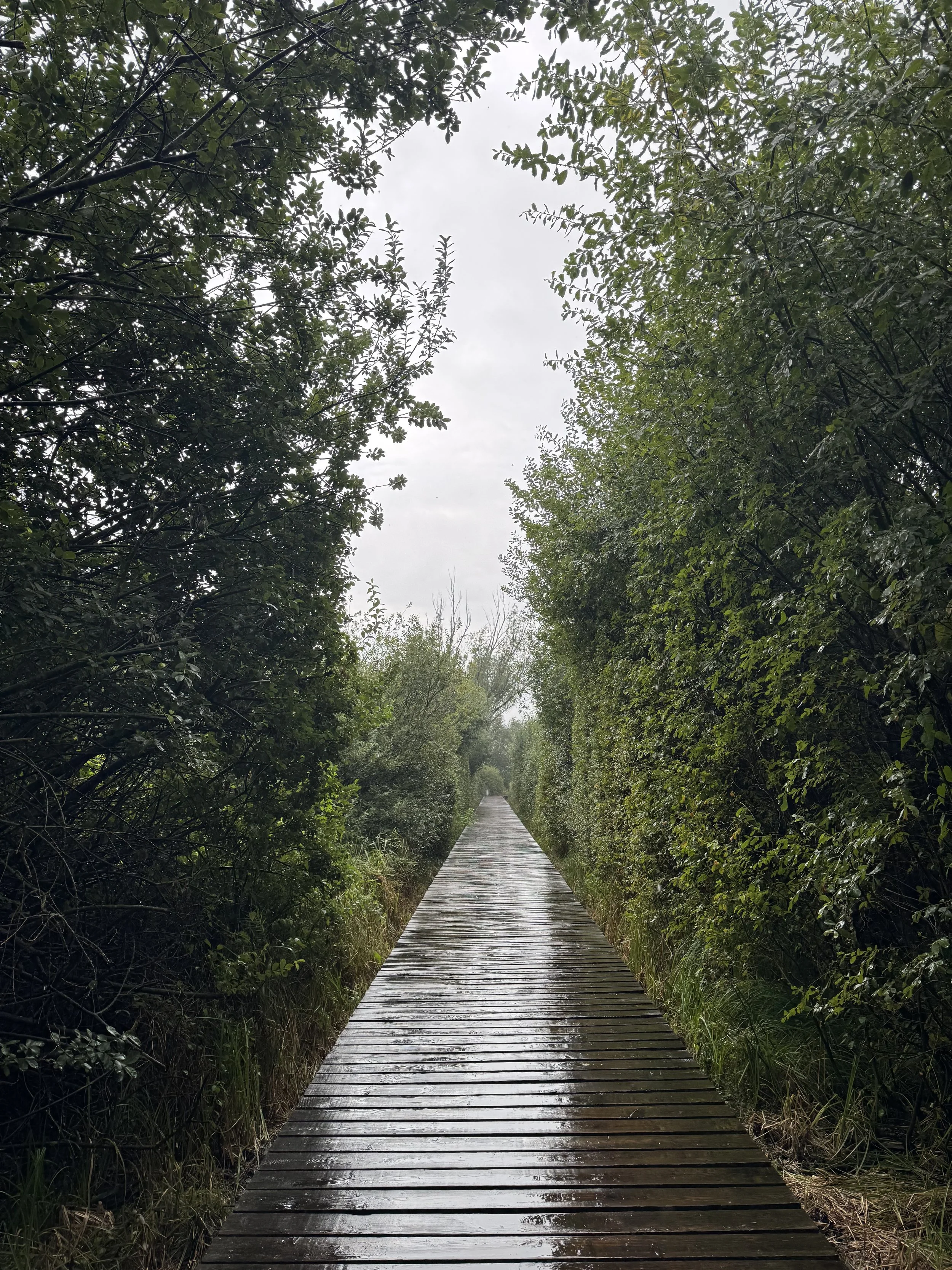 Ein Holzweg führt durch einen grünen Wald mit Büschen und Bäumen bei bewölktem Himmel.