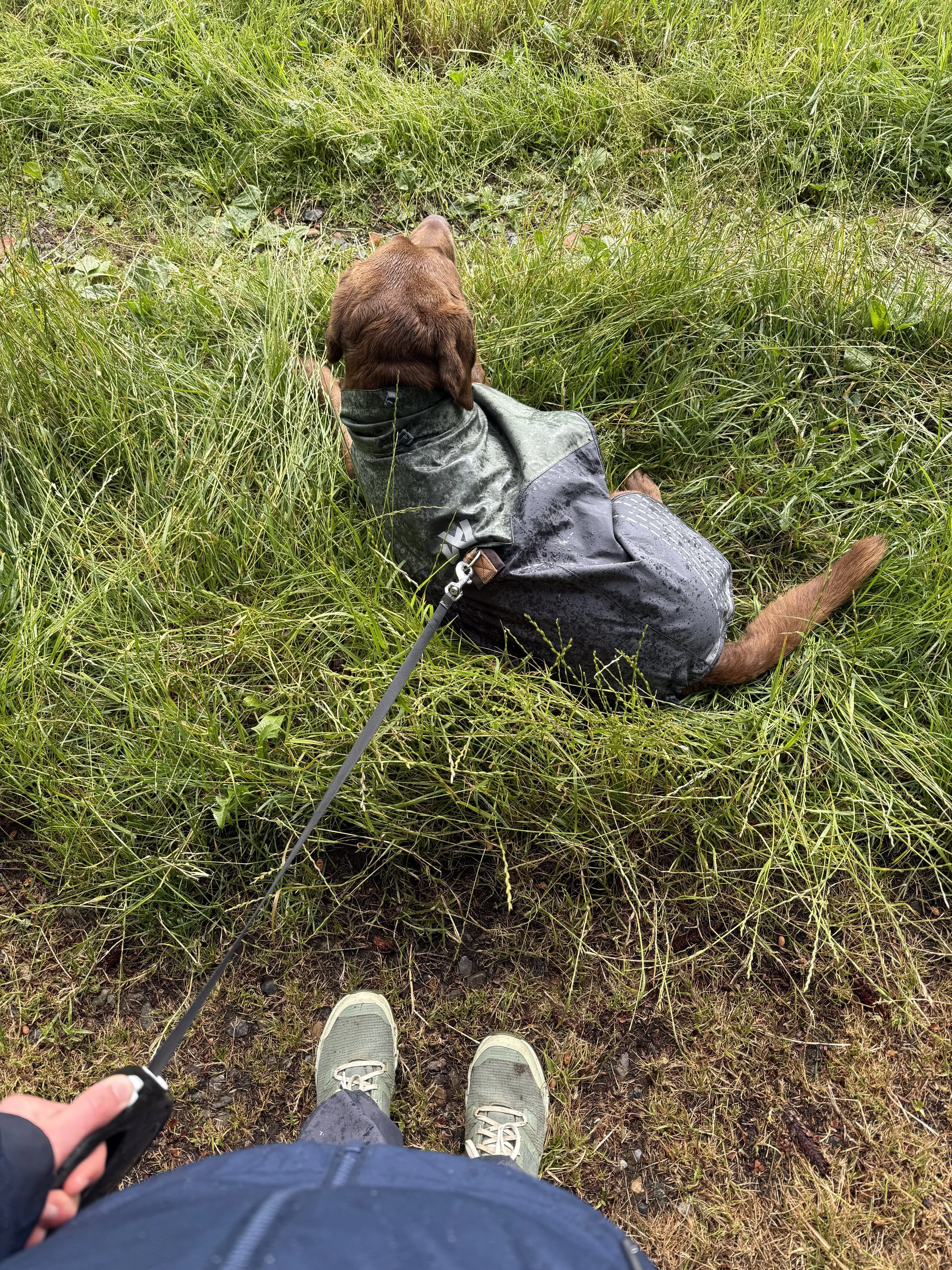 Blick nach unten auf die Füße einer Person in Wanderschuhen, die auf einer grasbewachsenen, feuchten Wiese steht, und auf einen braunen Hund, der auf der Wiese liegt, mit einem grünen Regenmantel an.