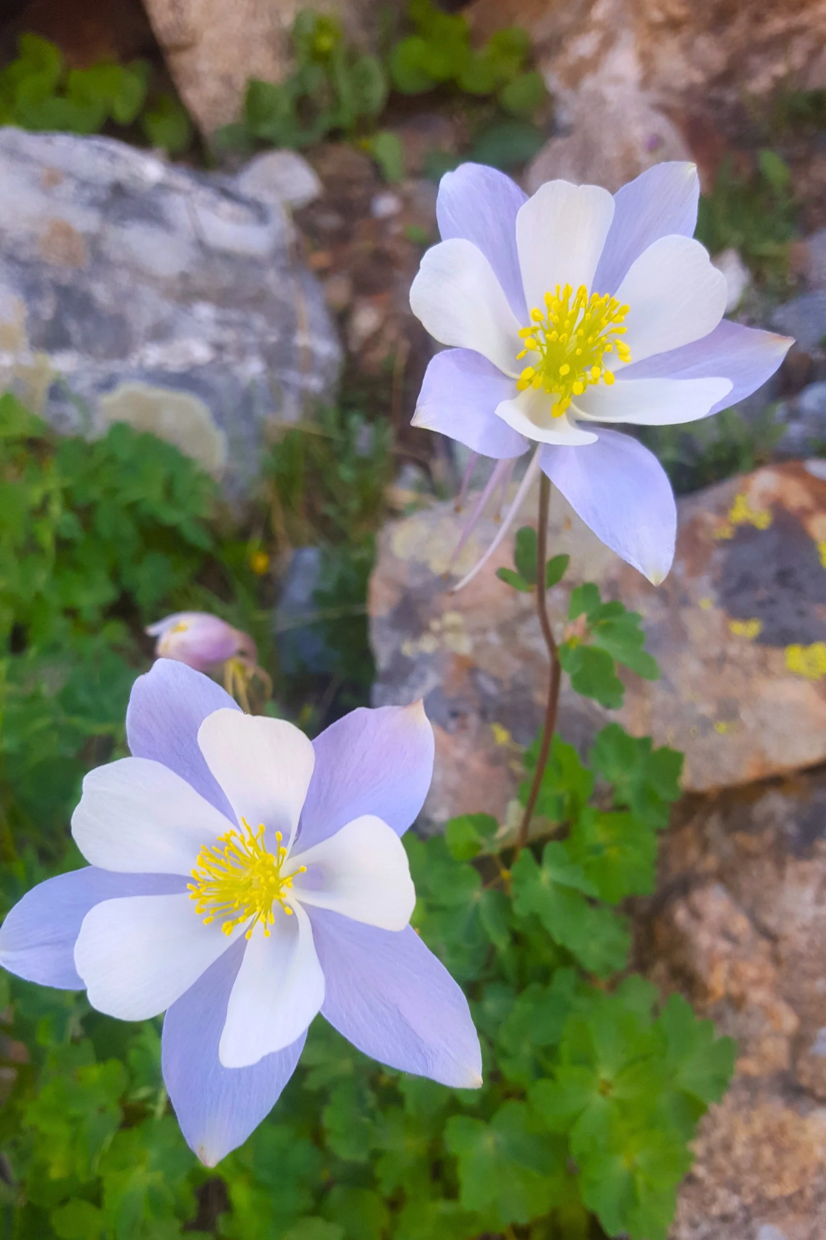 A close-up of a Columbine flower from a trail in Summit County, Colorado.