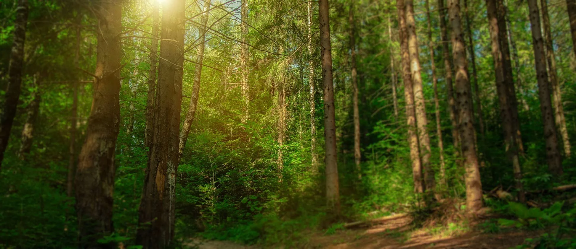 risa-wallach-mindfulness-in-nature.jpg