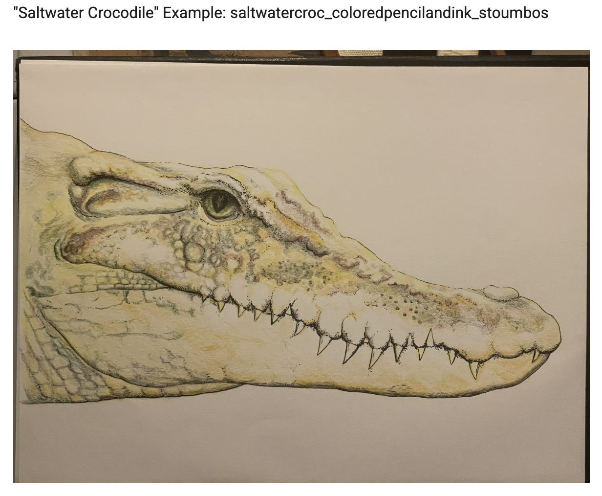 Colored pencil drawing of a crocodile's head, showing detailed scales, eye, and sharp teeth.