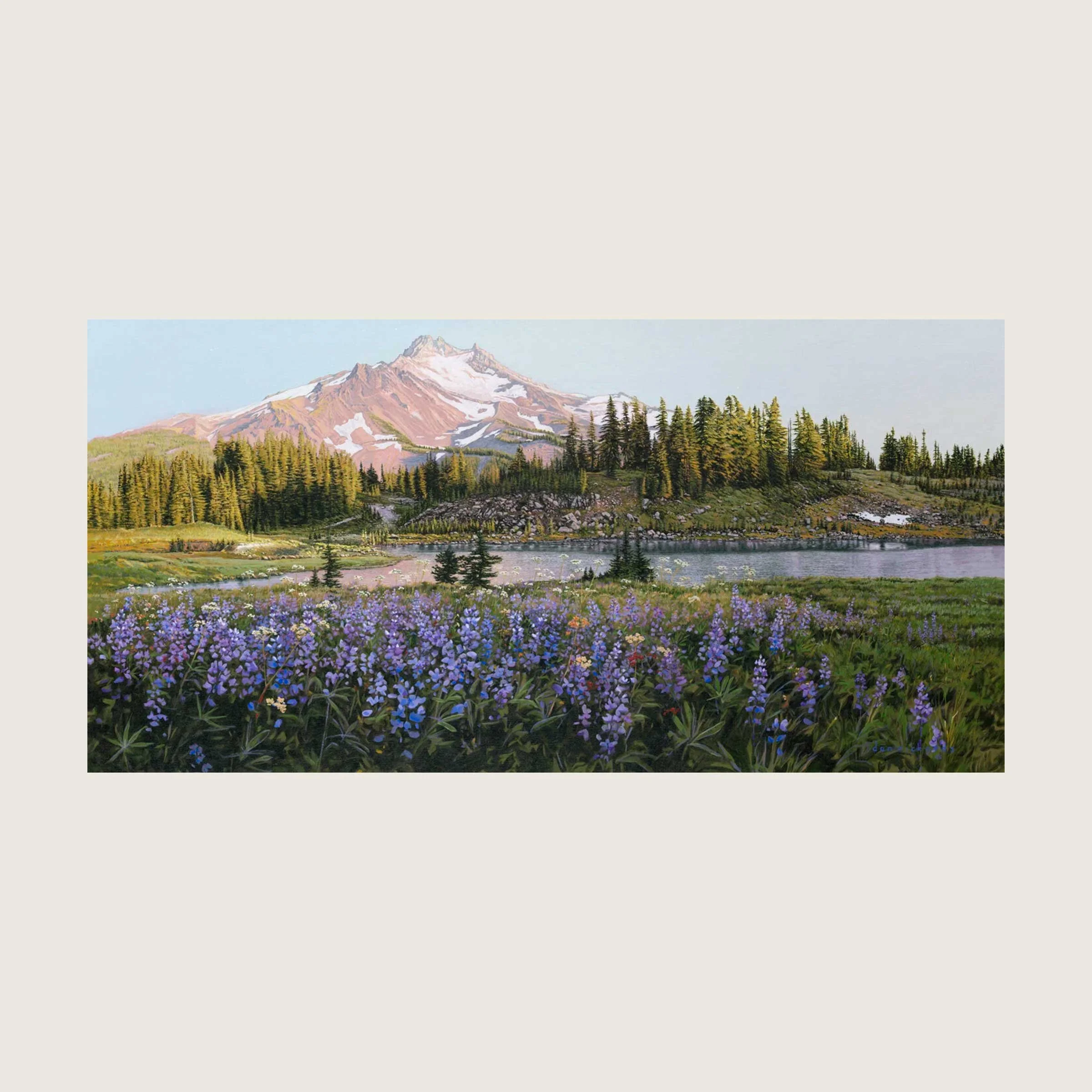 Lupine in Bloom