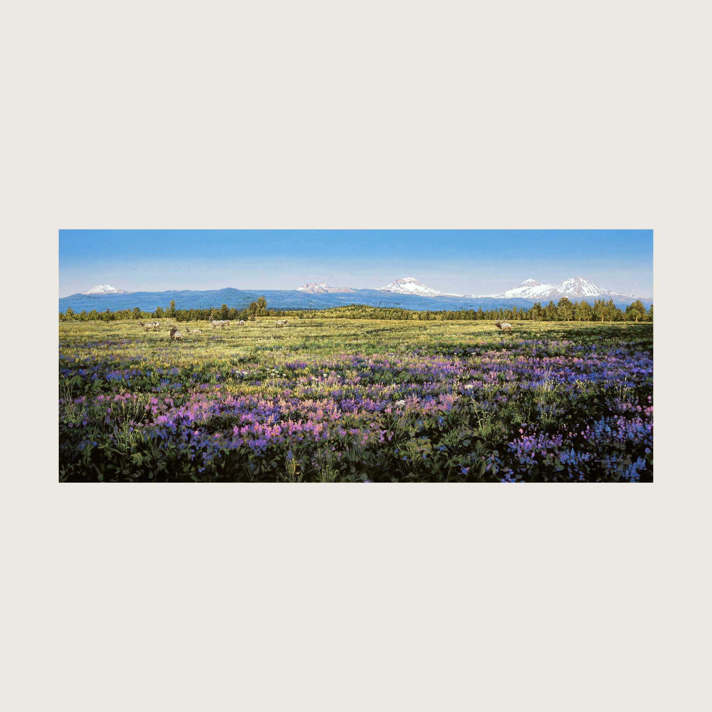 Cascade Springtime with Elk