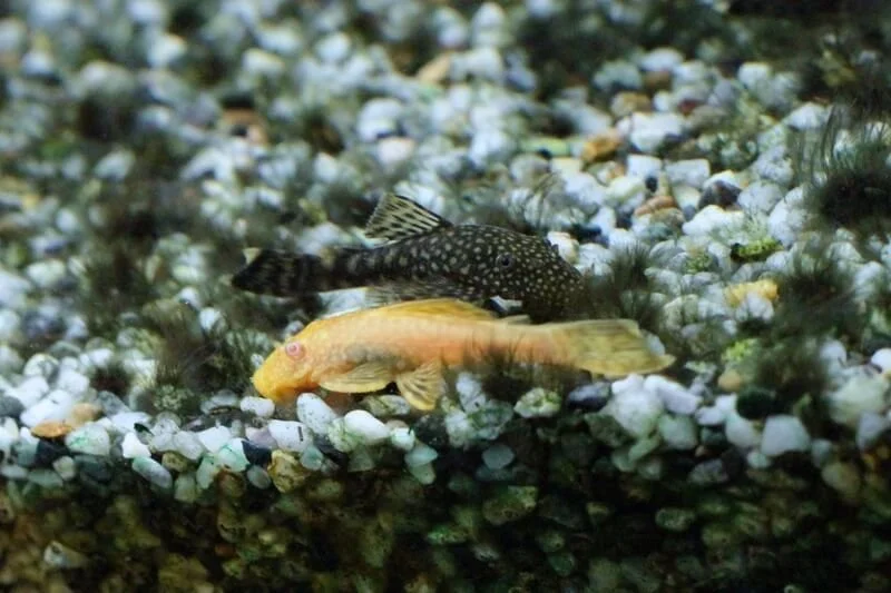 pleco nain.jpg