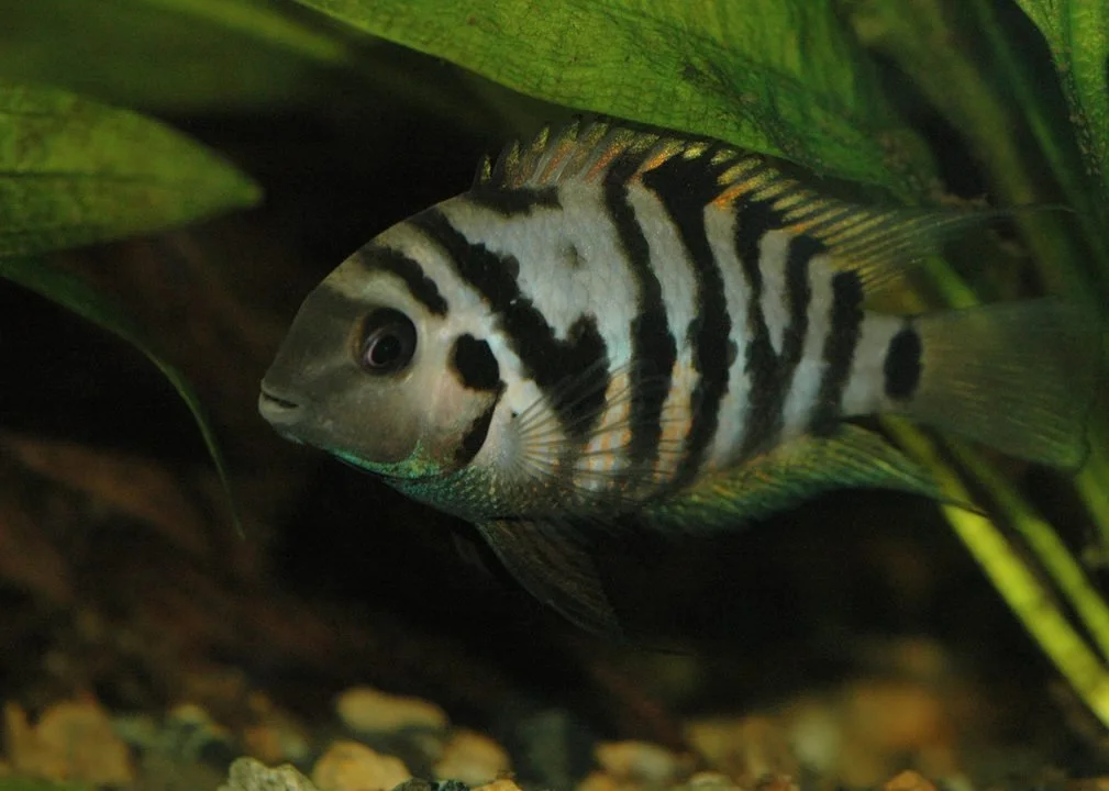 Convict-cichlid-1.jpg