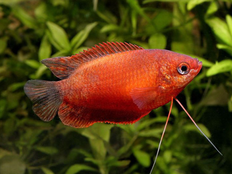 Red-Honey-Gourami-768x576.png