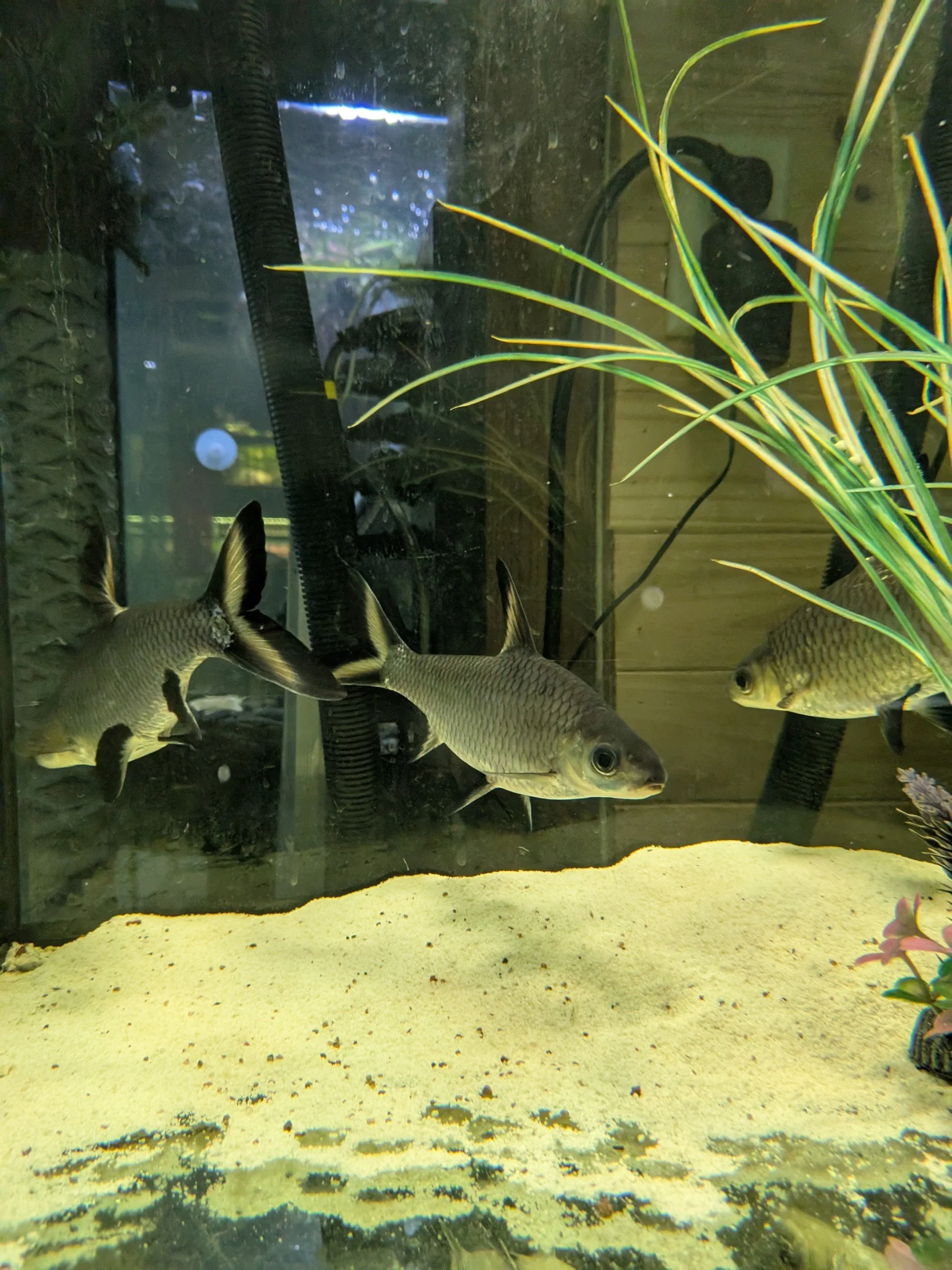 Requin Argenté